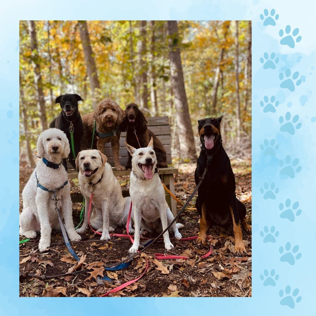 Don't let a busy schedule keep your dog from socializing!

At Dogs Go Hiking, we know how crucial it is for your furry friend to interact with other dogs. From energizing hikes to playful strolls, our outings ensure they stay active and engaged. 
Boo