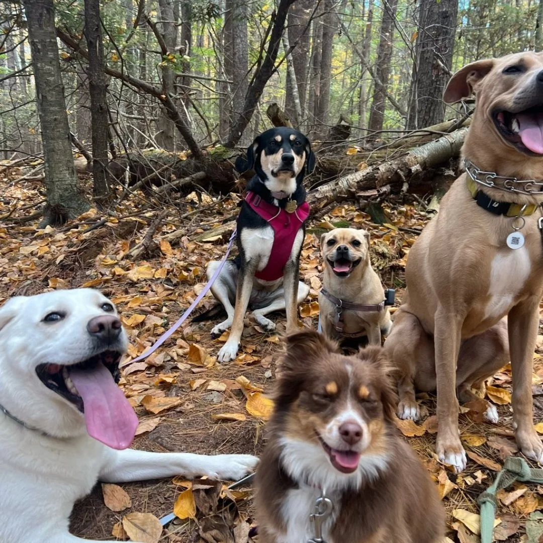 The crisp air, colorful leaves, and perfect hiking weather mean one thing&mdash;it&rsquo;s officially fall! 🍁🐕 At Dogs Go Hiking, we love this season as much as your pups do. There&rsquo;s nothing like exploring the vibrant trails and enjoying the 