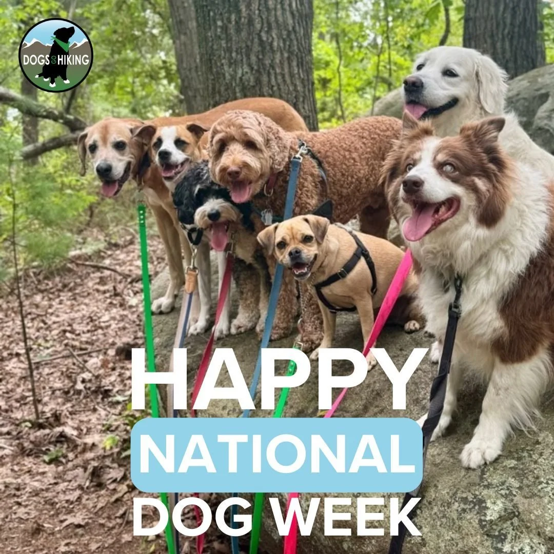 Happy National Dog Week from Dogs Go Hiking!🐾

It&rsquo;s time to celebrate the best adventure buddies out there&mdash;dogs! 🐕&zwj;🦺💚 Whether they&rsquo;re joining us on the trails, wagging their tails through the woods, or just bringing joy to o