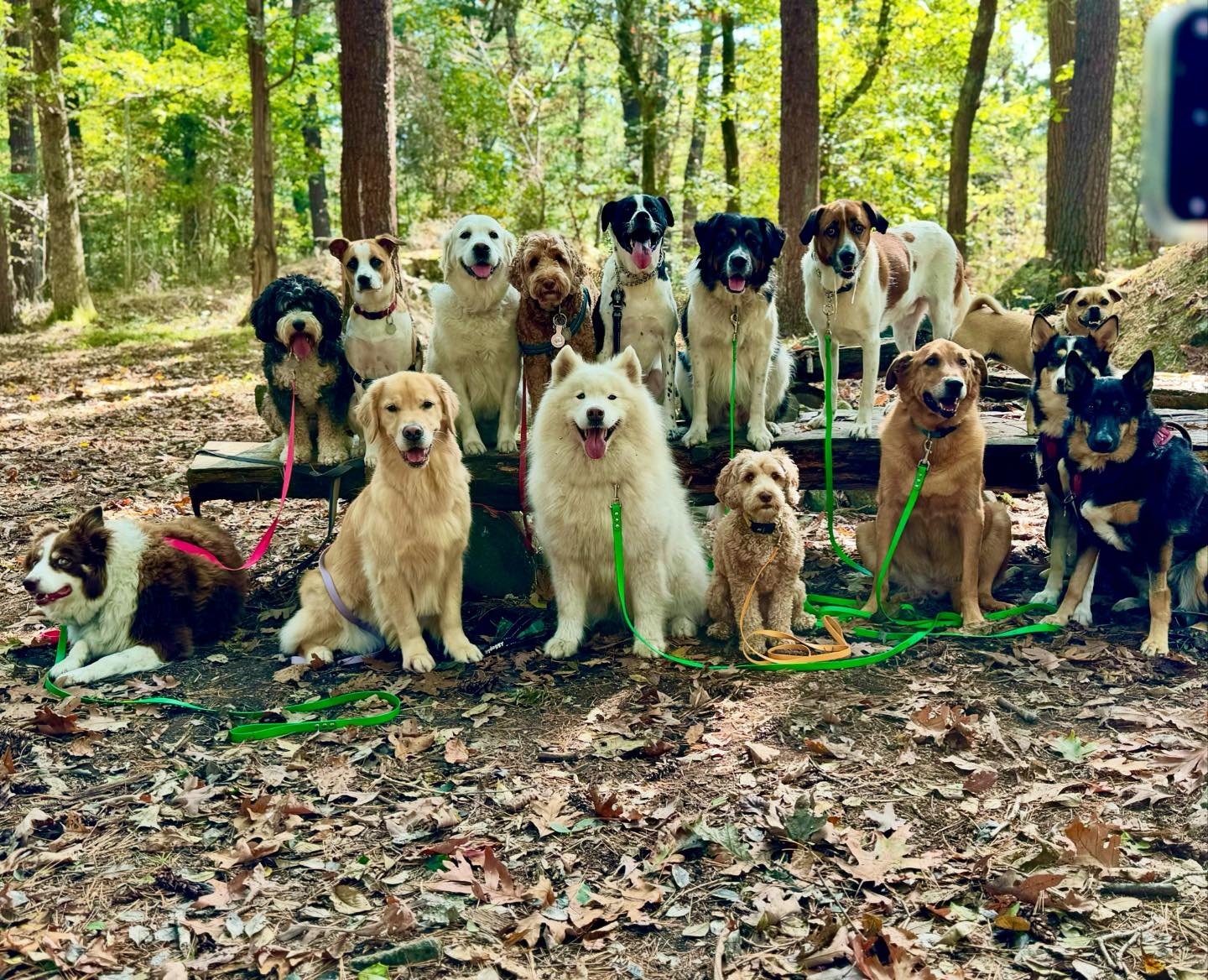 Say cheese!! When our walkers meet up on the trails it&rsquo;s a perfect opportunity to work on &ldquo;sit and stays&rdquo; and keeping the dogs focused. 

So proud of our four legged friends and their walkers for capturing this puppy party pic 🫶🏻
