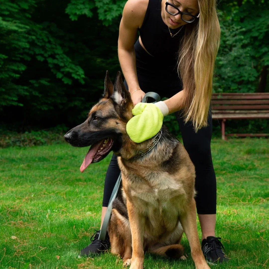 Worried about ticks after your dog&rsquo;s outdoor adventures? 🐕&zwj;🦺 At Dogs Go Hiking, we swear by the Tick Mitt&mdash;a must-have tool for quick and easy tick removal after hikes. We use it on all our pack hikes to keep our pups safe, and you c