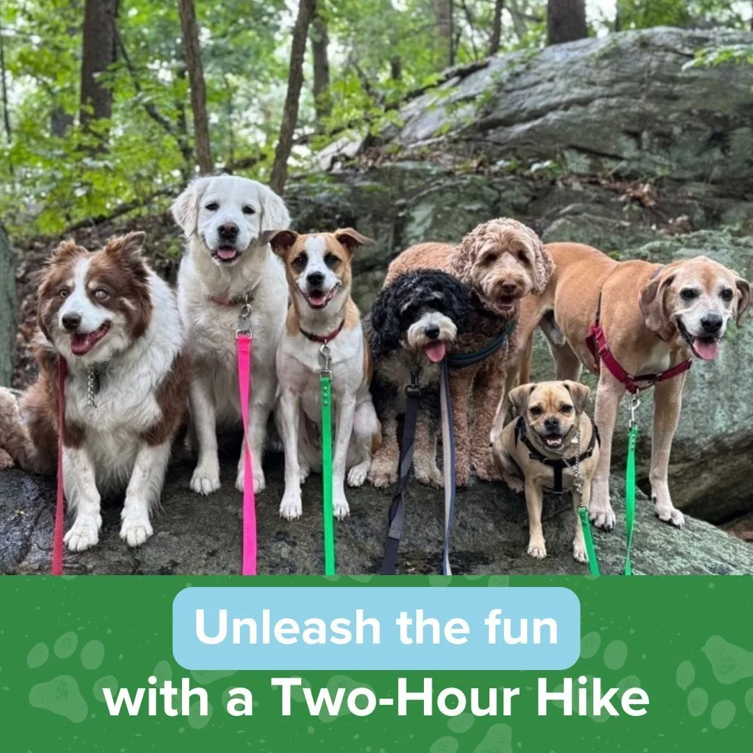 Does your dog love exploring new trails, soaking up the fresh air, and making furry friends? Our 2-hour pack hikes offer the perfect opportunity for your pup to enjoy the outdoors, stay active, and socialize with other dogs. 🐕&zwj;🦺🌳

With expert 