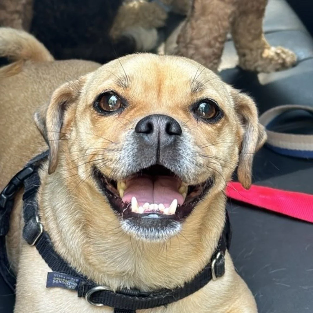That Post-Hike Glow! 😊🐾

Nothing beats the joy of a happy pup after a great hike! 🐕❤️ With tails wagging and smiles all around, it&rsquo;s clear that adventures in nature bring pure bliss. 

Want your dog to experience that post-hike feeling? Join