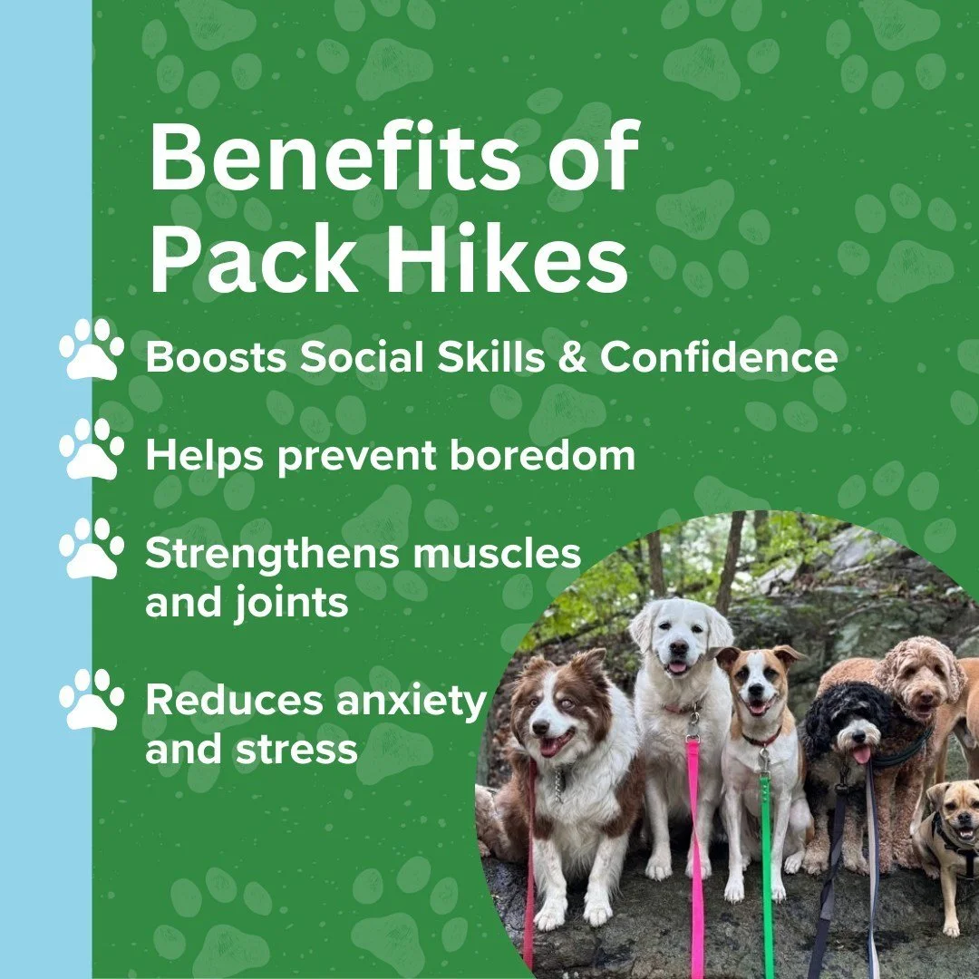 Regular exercise is just as essential for your dog as it is for you!🐕&zwj;🦺 

At Dogs Go Hiking, we make it easy by offering fun, social pack hikes that provide physical, mental, and emotional stimulation.🐾

Sign your dog up today for a fun, enric