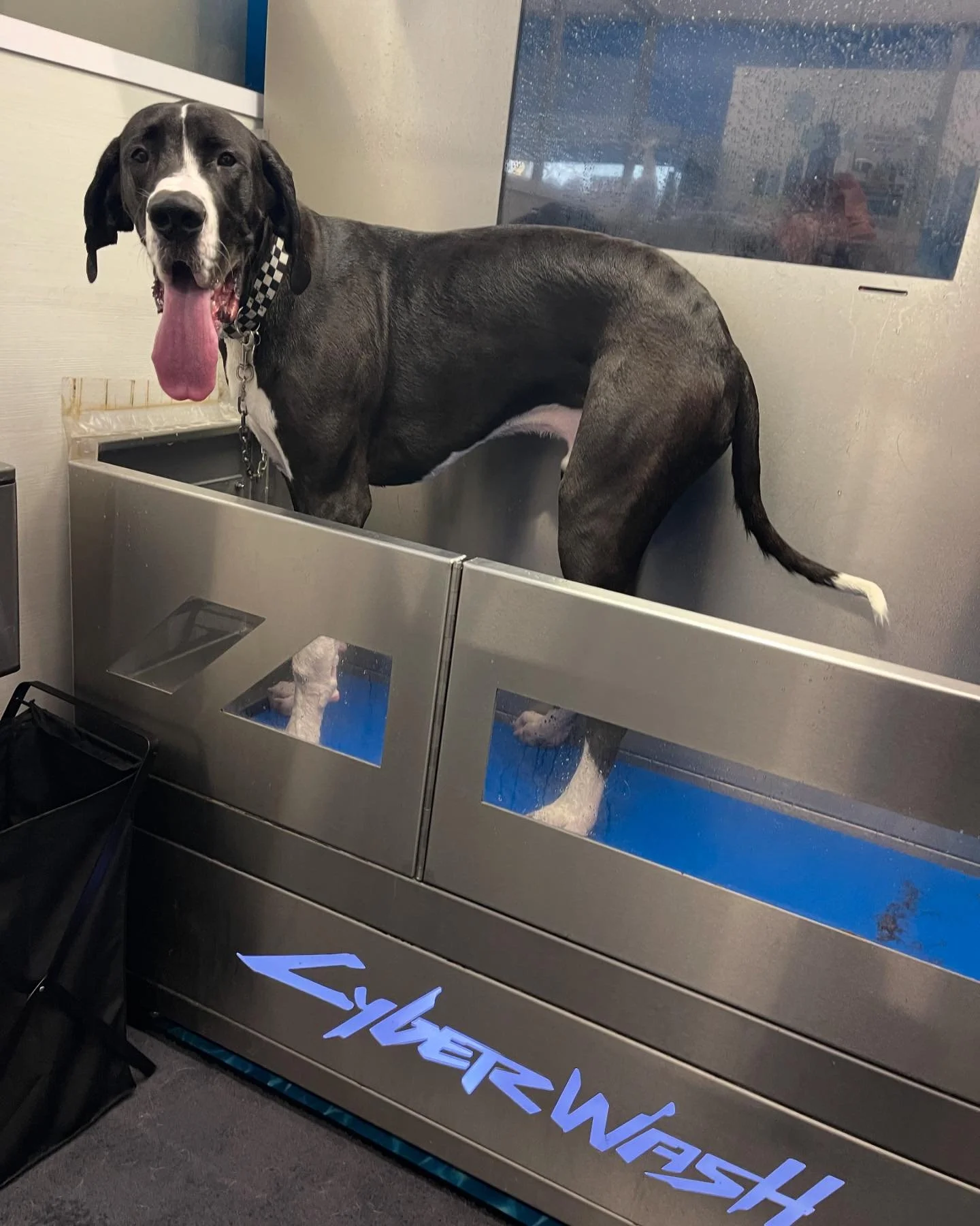 Major is all smiles after his bath at @the_soapy_spot he needed it after a muddy backyard play date with his best friend Flynn next door. 

Cool place, $25 to wash your dog, lots of great pet supplies and super friendly staff.  Highly recommended!! ?