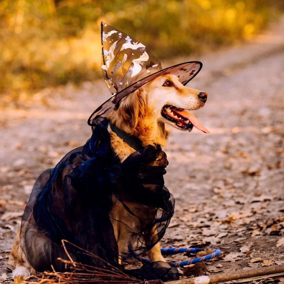 Happy Howl-o-ween from Dogs Go Hiking!👻🎃

Wishing all our furry friends and their humans a spooktacular day full of treats (no tricks)! 🦴🐾 Whether your pup is dressing up or just enjoying the cool autumn breeze, we hope you have a paws-itively fa