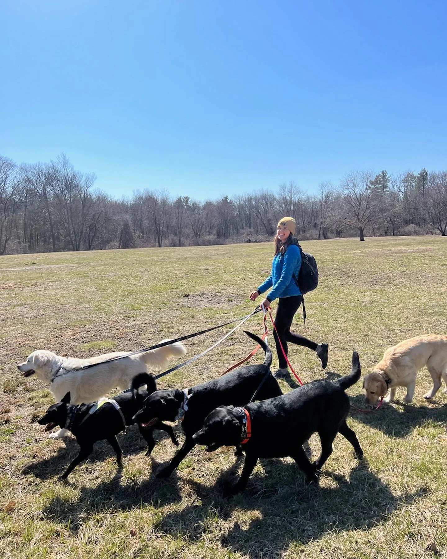 Dogs Go Hiking trainer on a hike with five dogs.