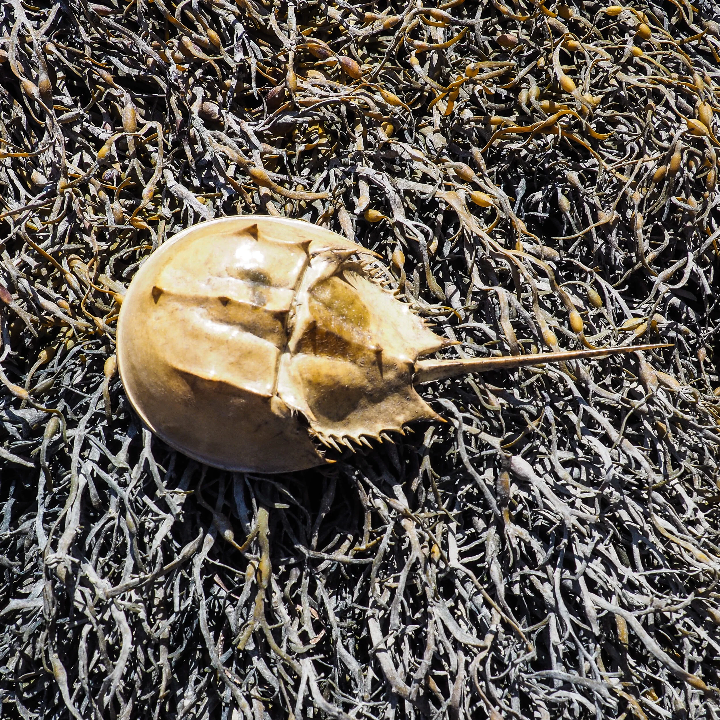 Horeshoe Crab in Maine