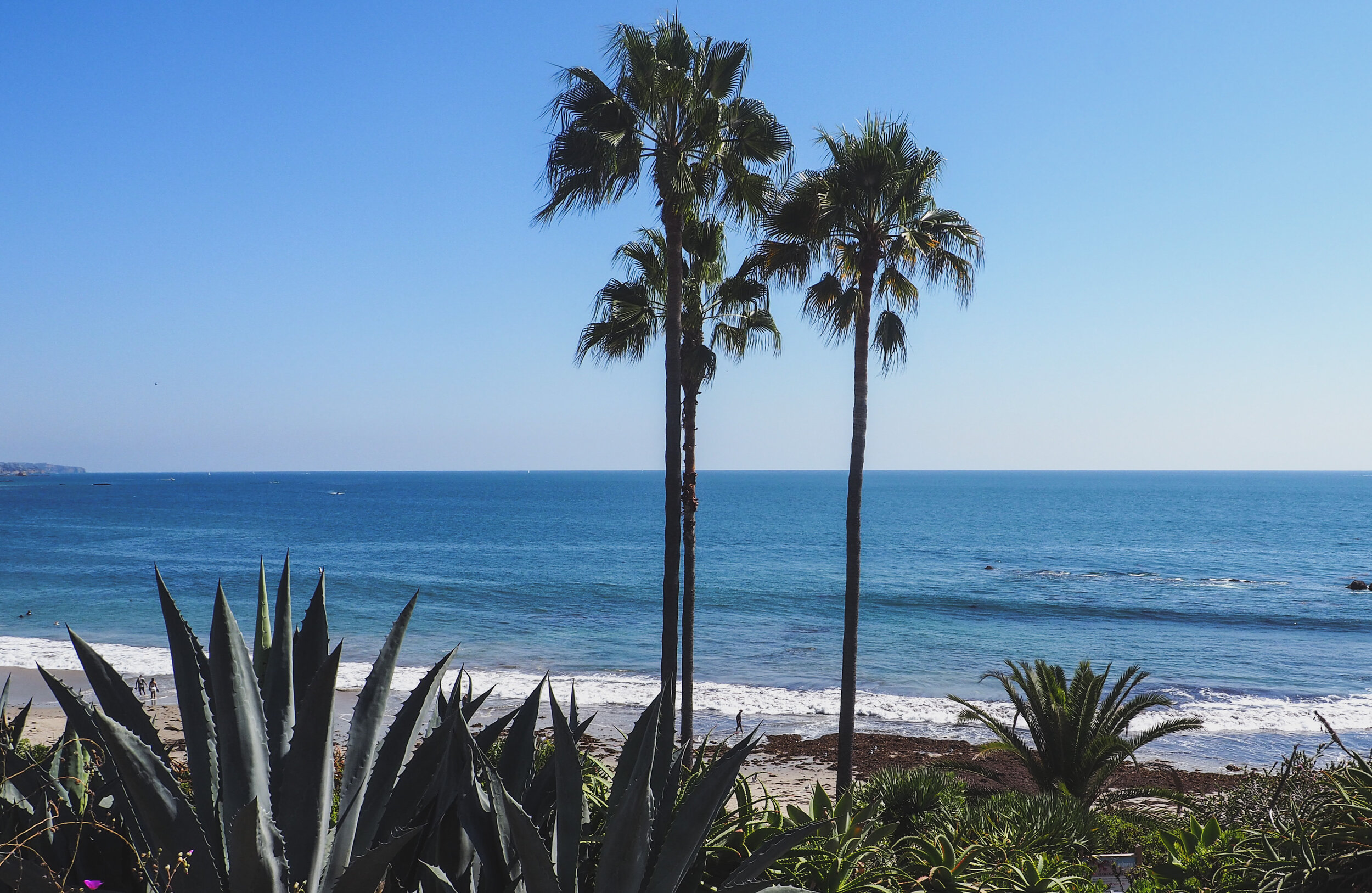 Laguna Beach Palm Trees