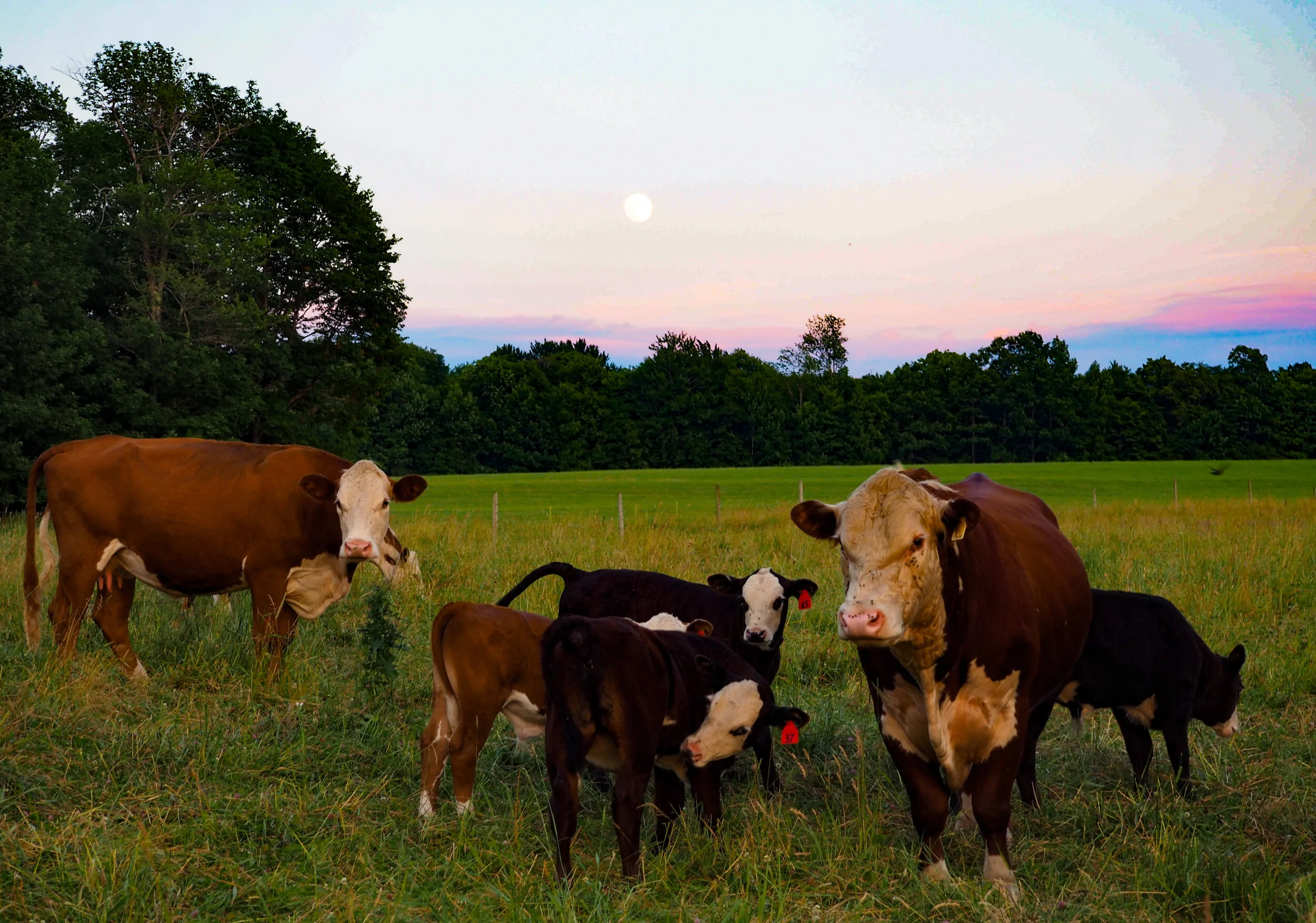 Cow Pasture at Sunset