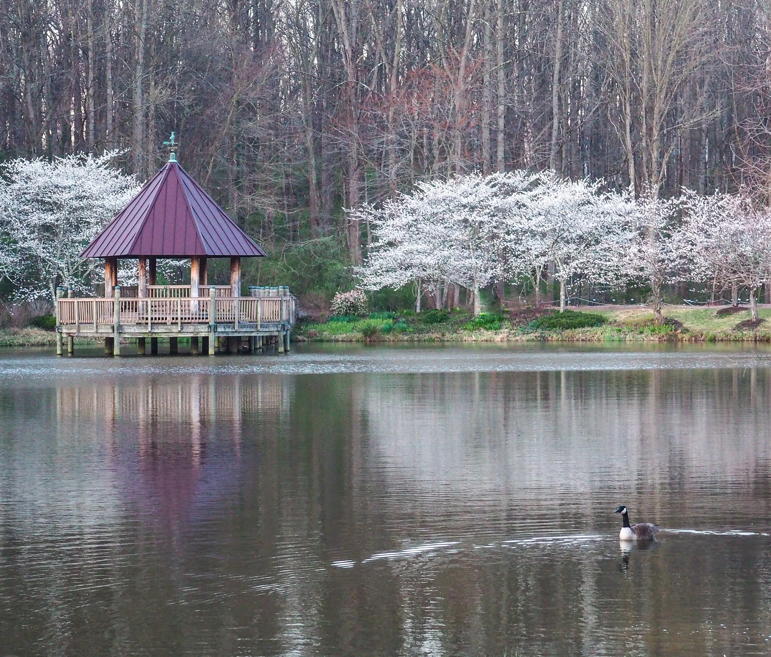Geese and Cherry Blossoms