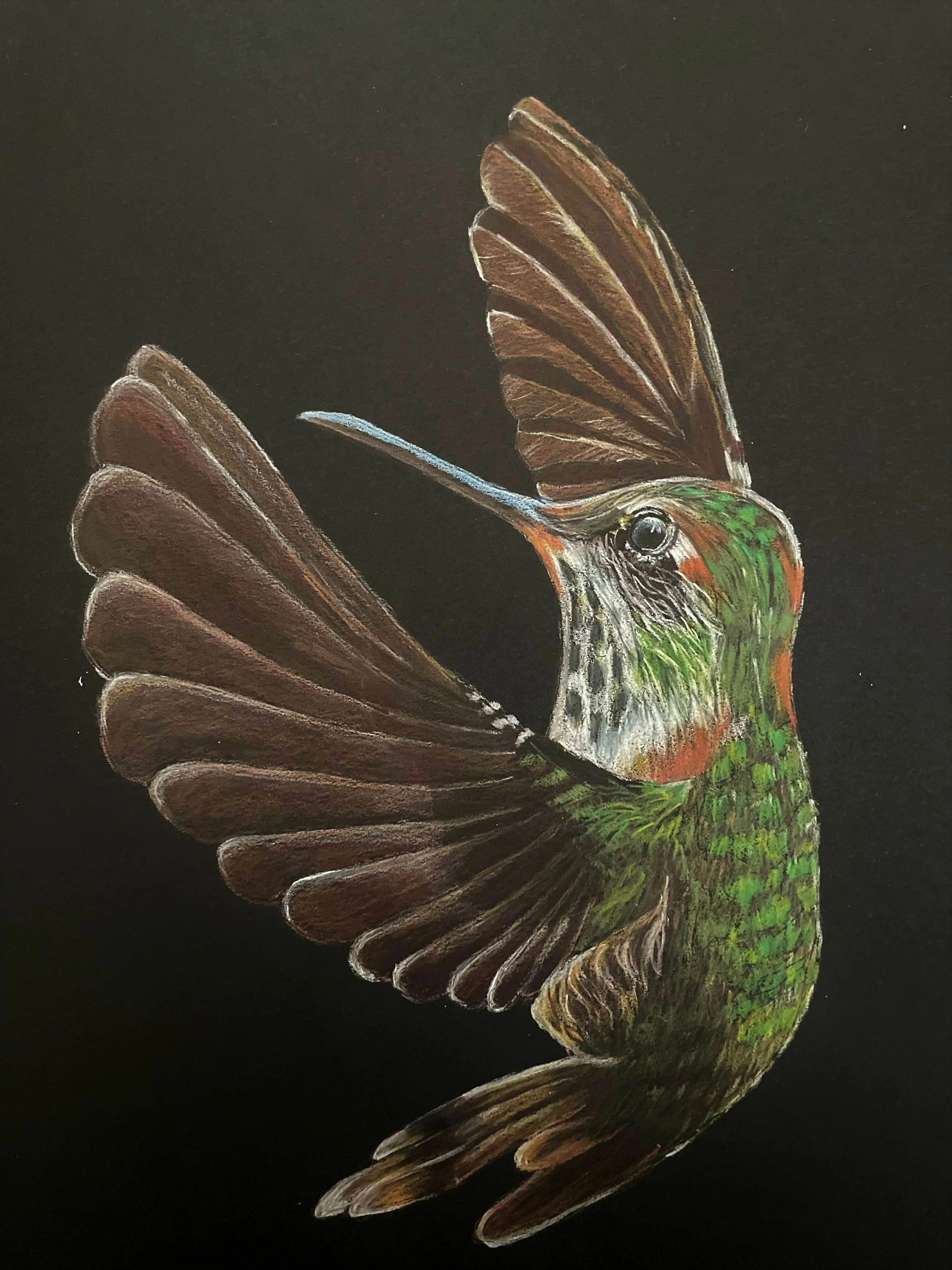 Tamaskar, Ujwala, "Hummingbird", colored pencil, 12x16", $250