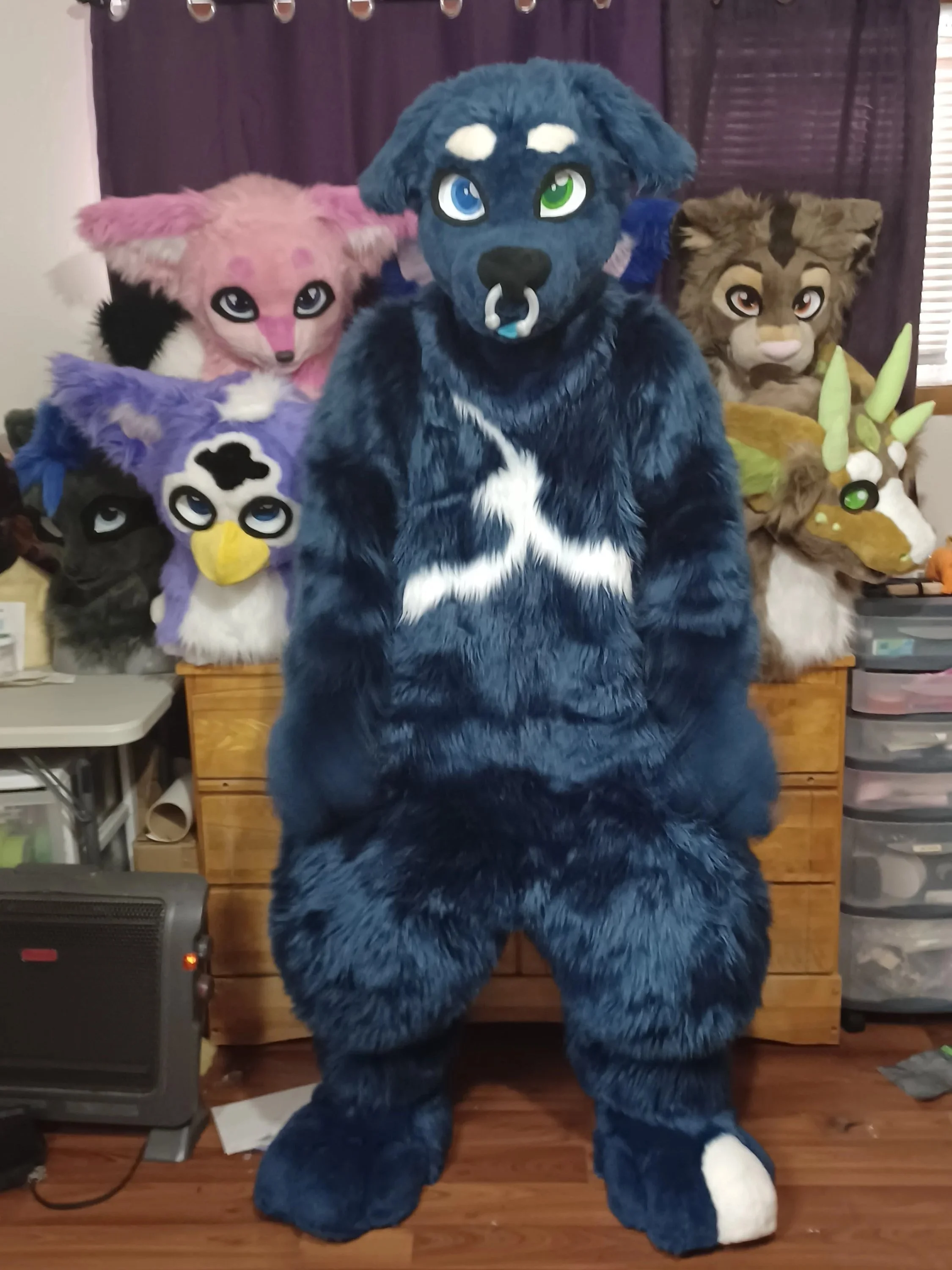 A person dressed in a large blue furry wolf costume with heterochromatic eyes, standing in a room with purple curtains and a wooden dresser. There are other large furry costumes for characters like a pink fox, a purple owl, and a brown lion in the ba