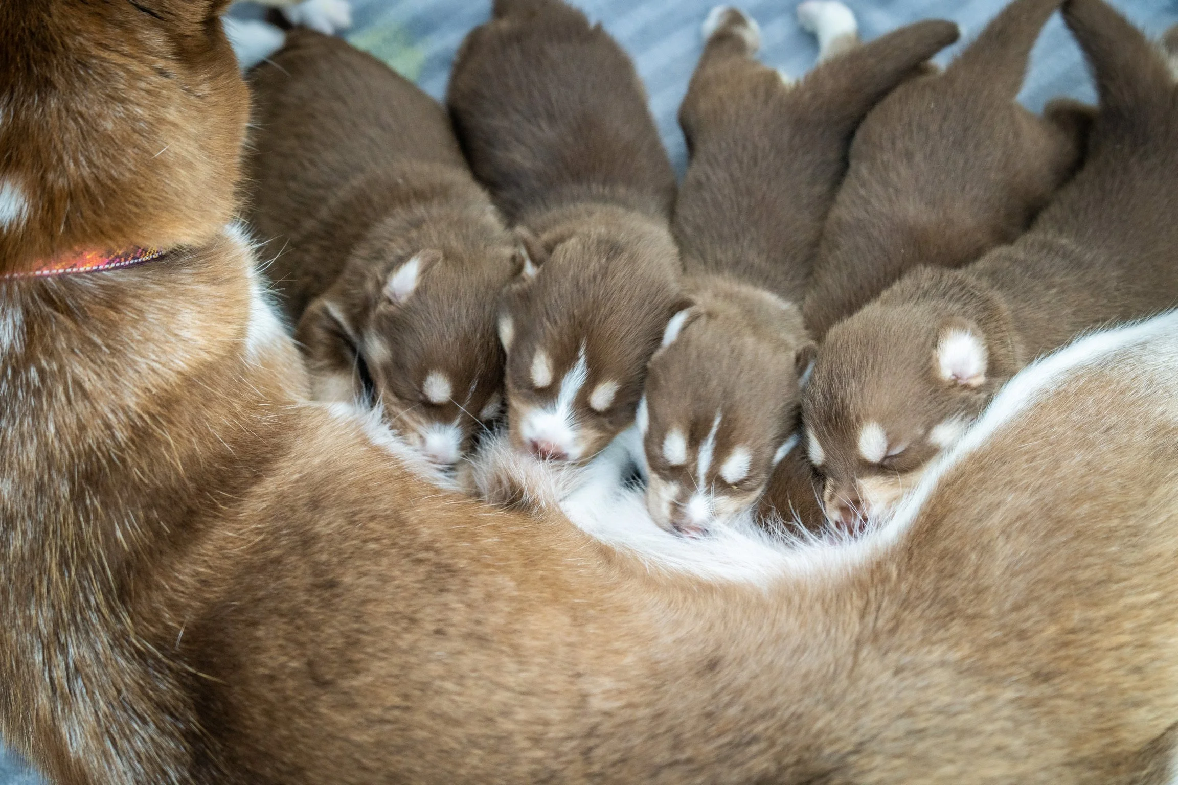 Pup Culture Rescue | 501(c)(3) Nonprofit