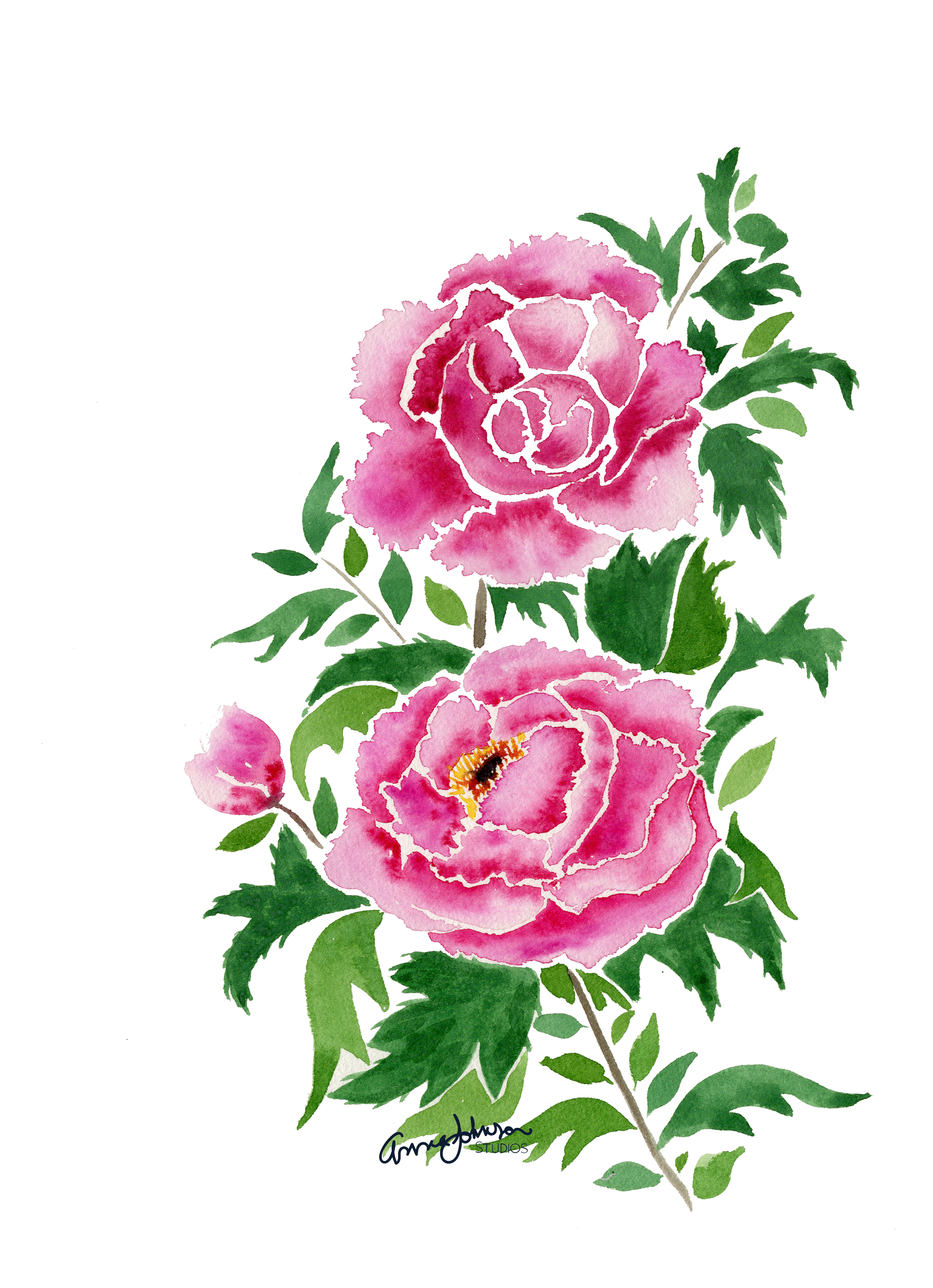 2 Pink cabbage roses.png