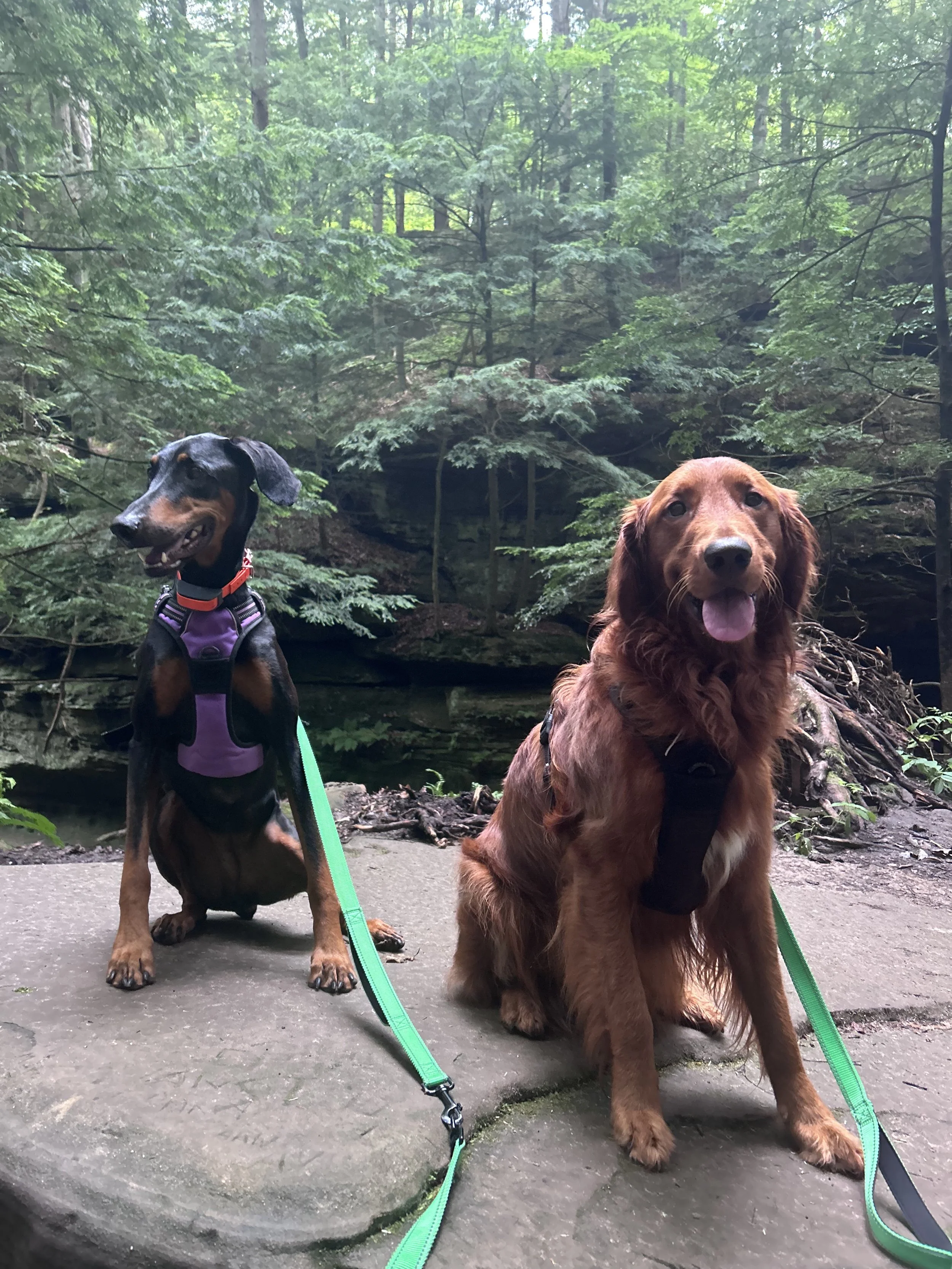 doberman and golden retriever sitting on rock