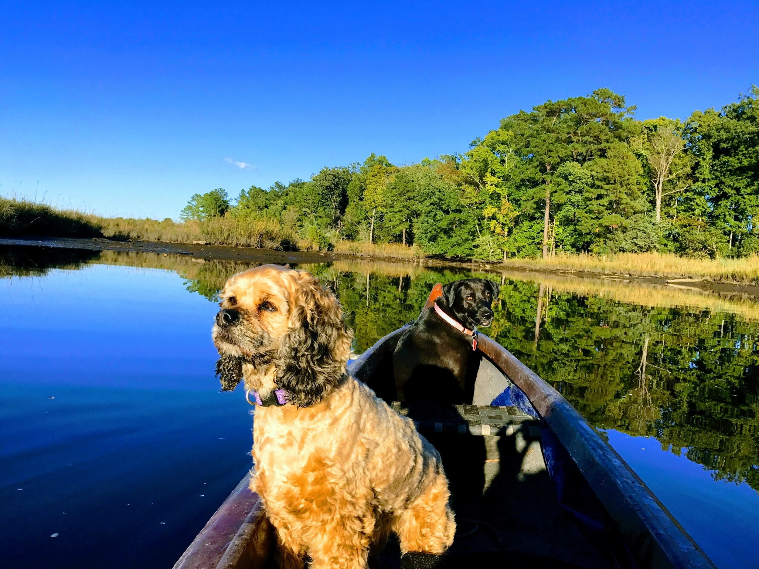 Our Story — River Dogs Kayaking