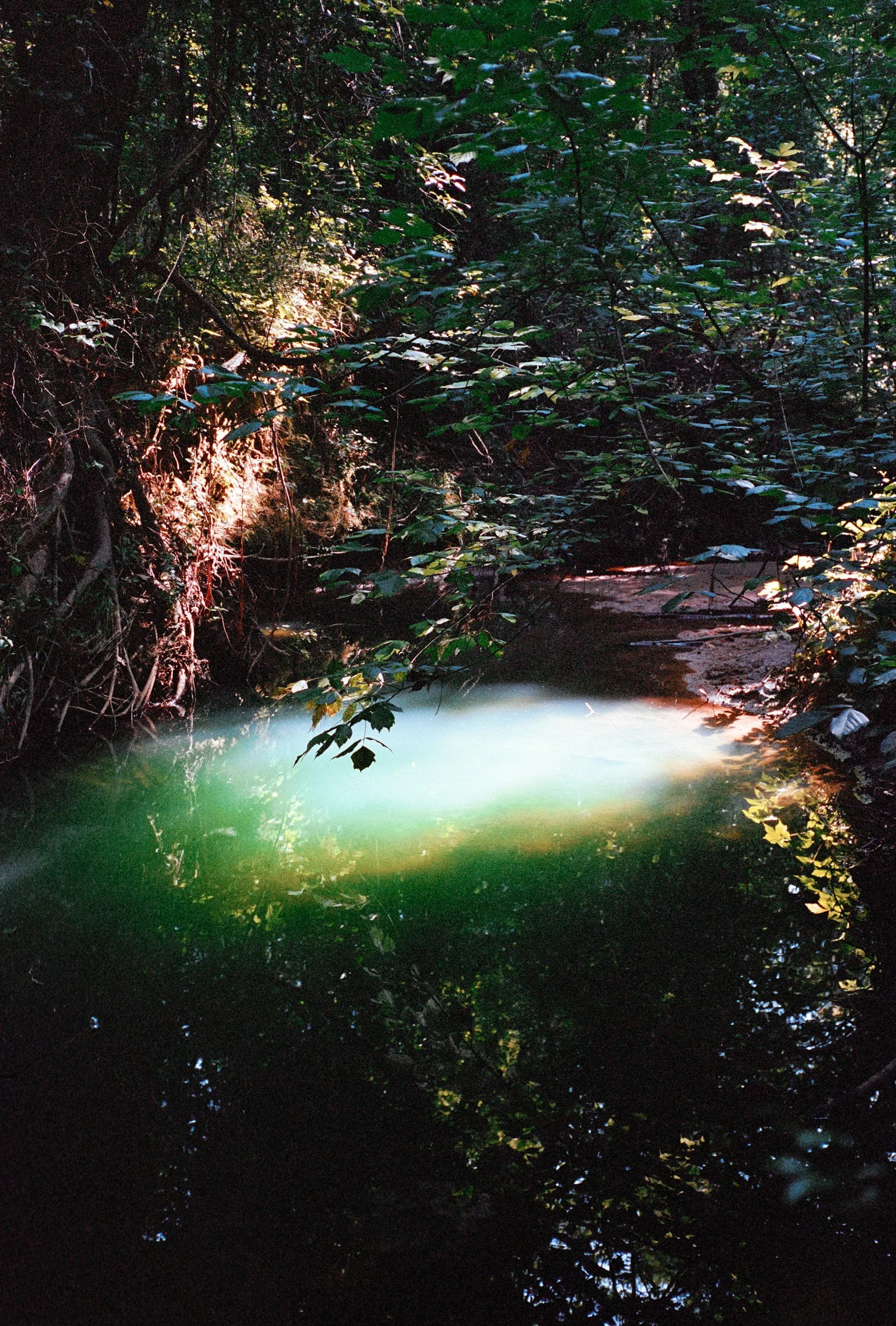A small body of water surrounded by dense green foliage and trees, with sunlight filtering through the leaves.