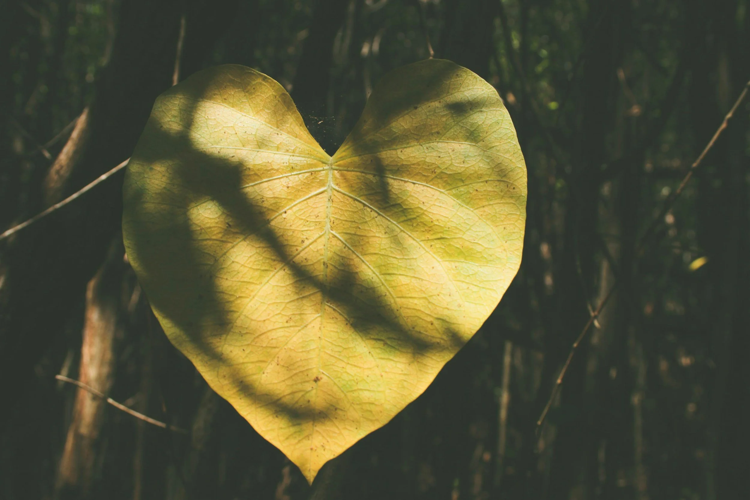 A heart-shaped yellow-green leaf with visible veins, casting shadow on a dark background of tree branches and forest.