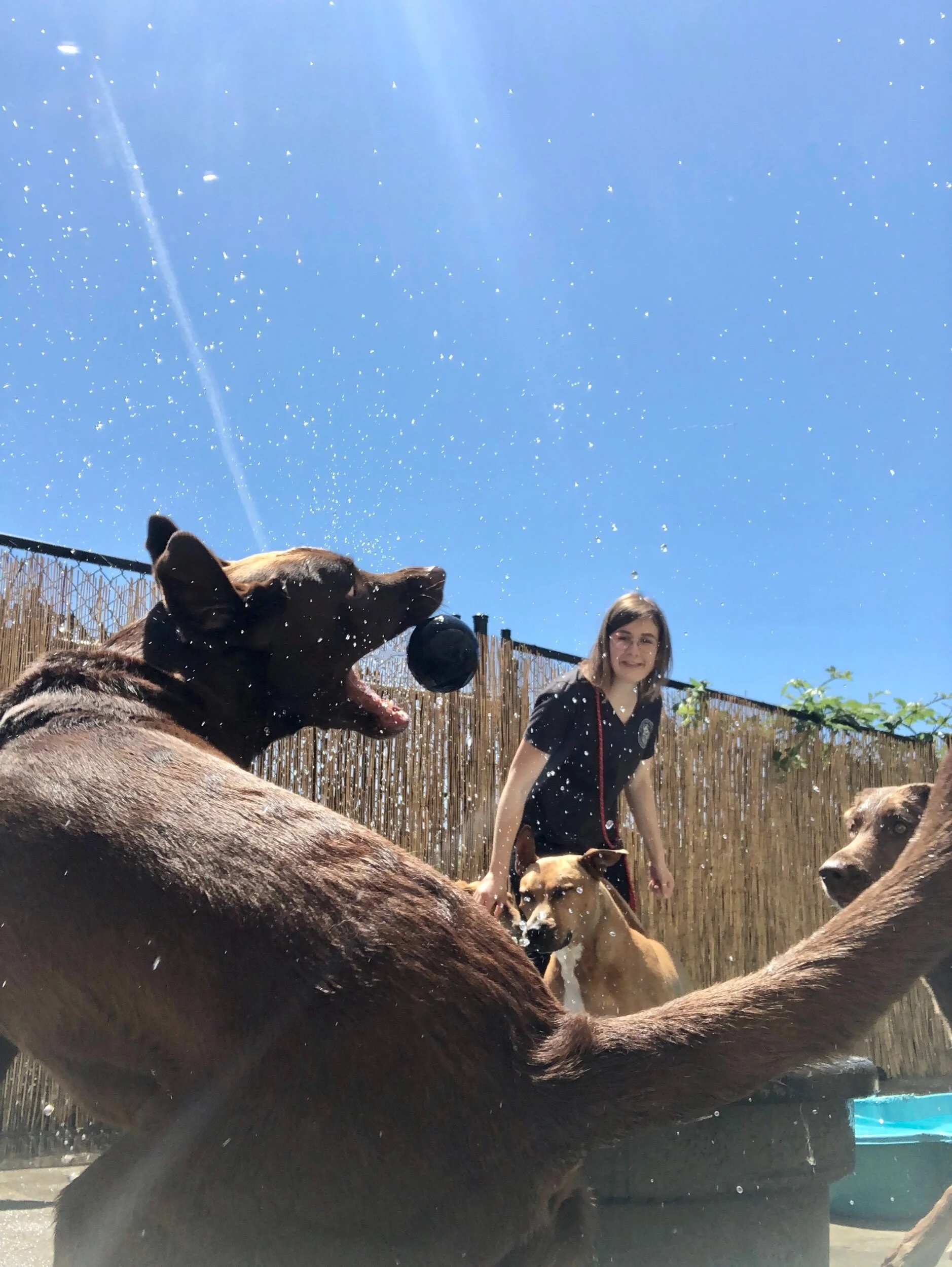 Welcome to Doggy Utopia! — A Dog's Best Friend