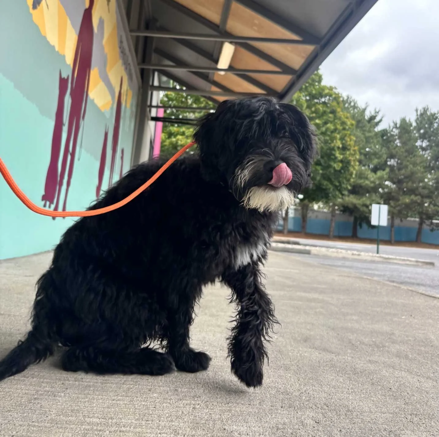 Walk Your Dog Awareness Month: Small Steps, Big Benefits for Dogs and Humans Alike