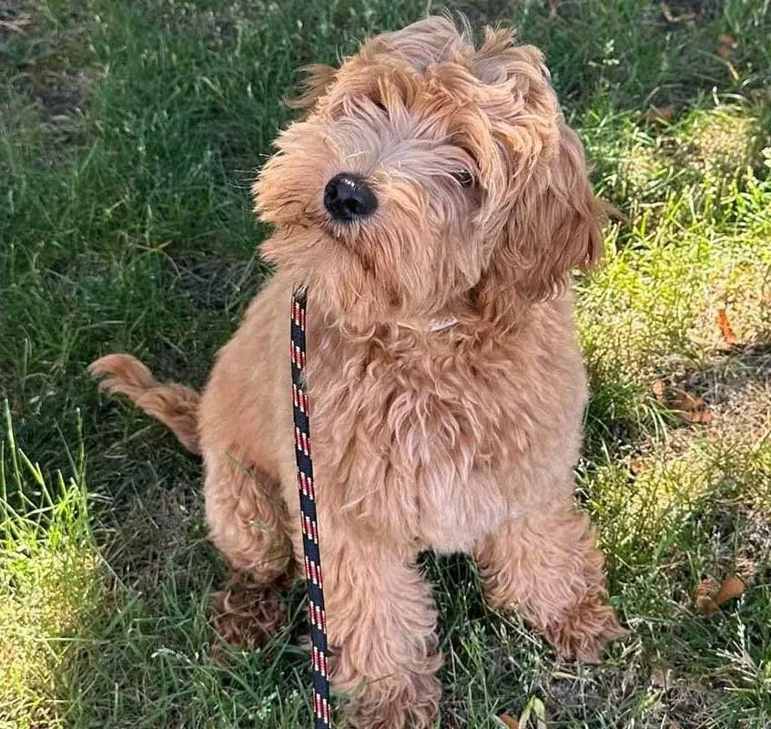 Why Your Puppy&nbsp; Deserves&nbsp;a Little Vacation—and a Lot of Training