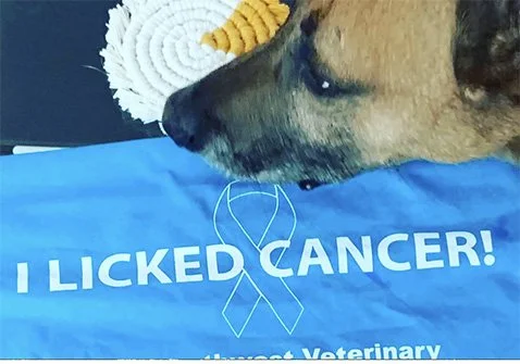Understanding Canine Cancer and Supporting Our Dogs