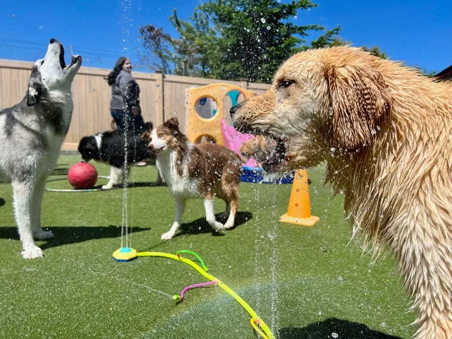 Beat the Heat: Keeping Your Dog Cool and Hydrated This Summer!