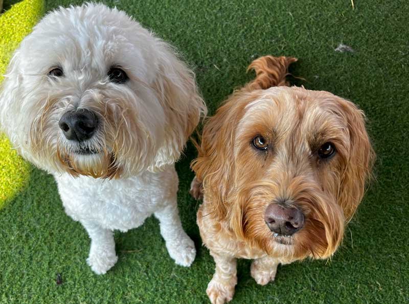 Healthy Coat: Understanding Your Dog's Unique Fur