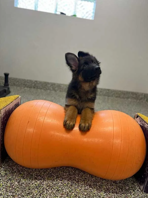 a-dogs-best-friend-best-doggy-daycare-vancouver-wa_puppy1.jpg