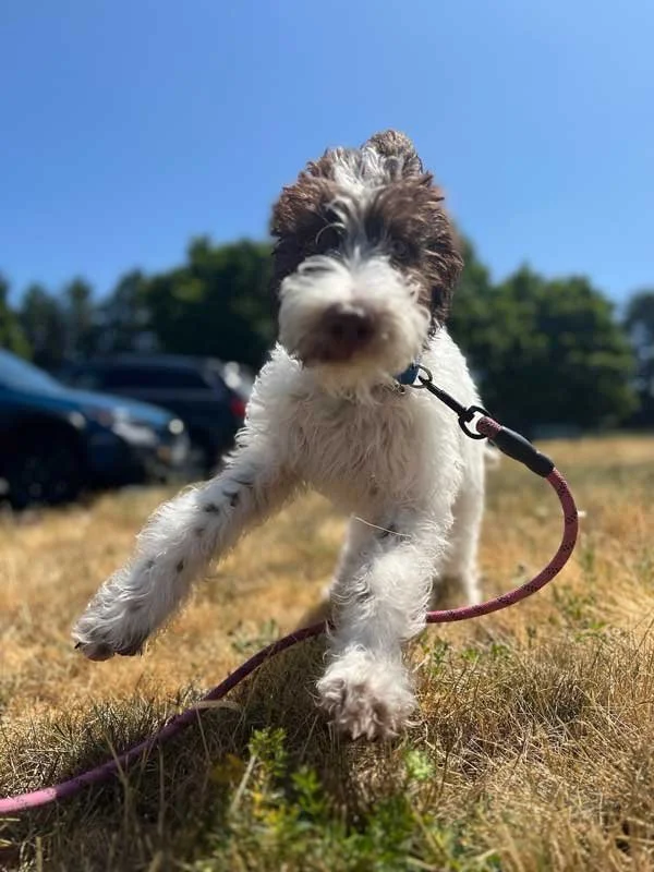 a-dogs-best-friend-best-doggy-daycare-vancouver-wa_puppy17.jpg