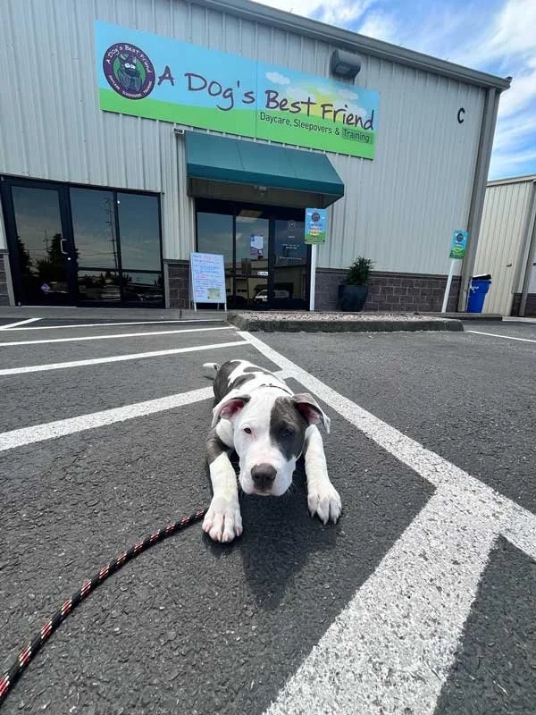 a-dogs-best-friend-best-doggy-daycare-vancouver-wa_puppy8.jpg