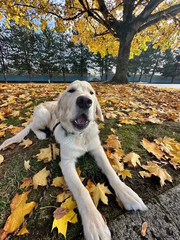 a-dogs-best-friend-best-doggy-daycare-vancouver-wa_puppy10.jpg