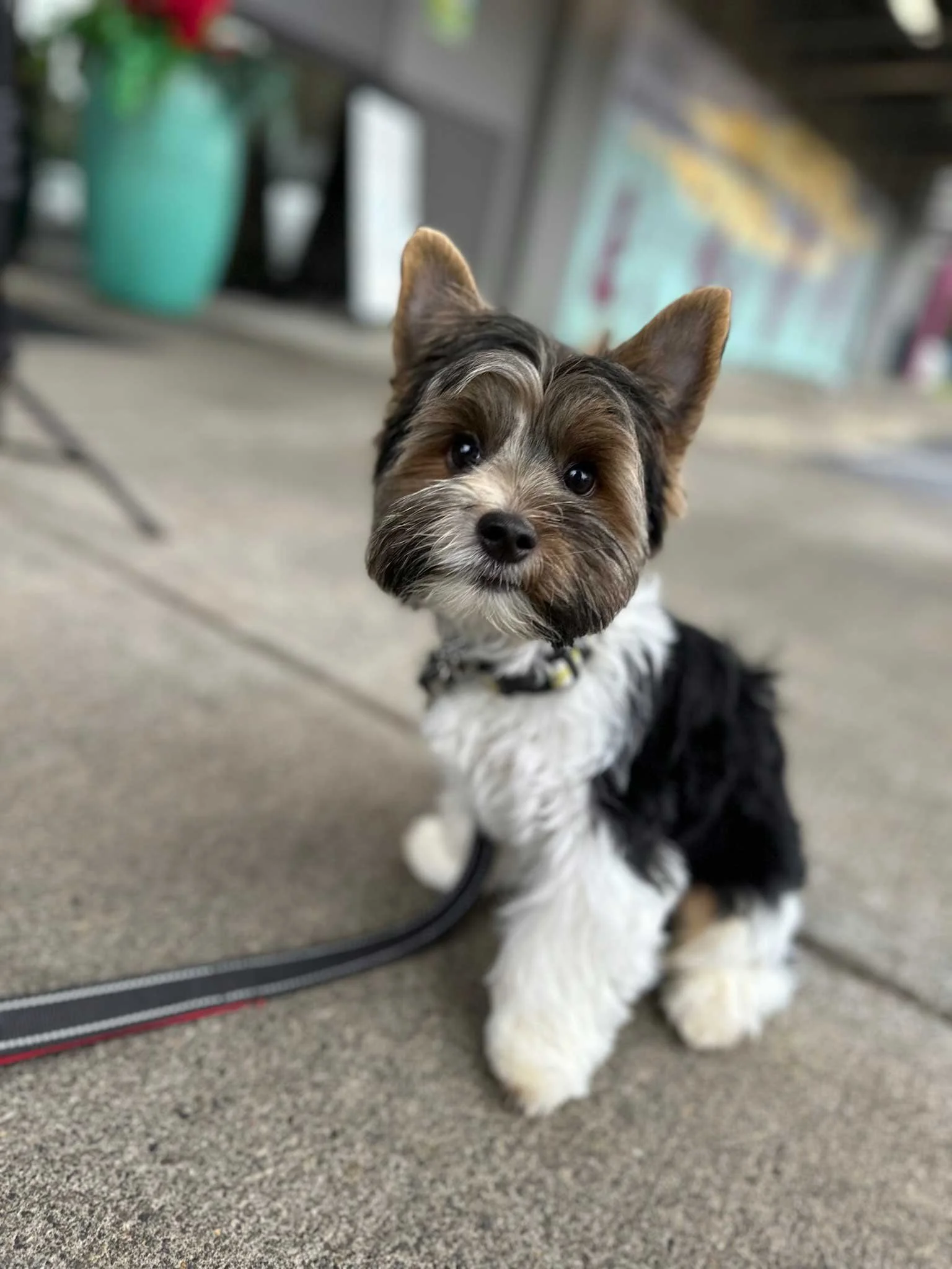 a-dogs-best-friend-best-doggy-daycare-vancouver-wa_puppy4.jpg