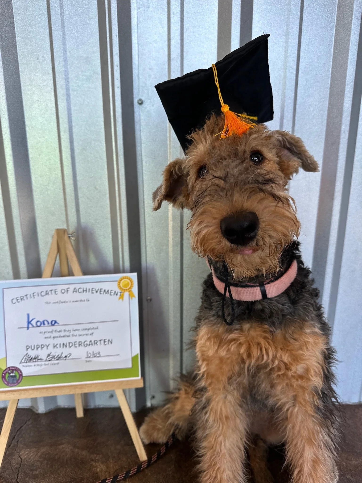 super cute brown and black puppy with wirey hair wearing a graduation cap and diploma to the left of them 