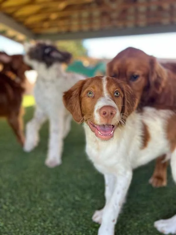 a-dogs-best-friend-best-doggy-daycare-vancouver-wa_puppy12.jpg