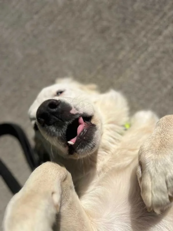 a-dogs-best-friend-best-doggy-daycare-vancouver-wa_puppy13.jpg