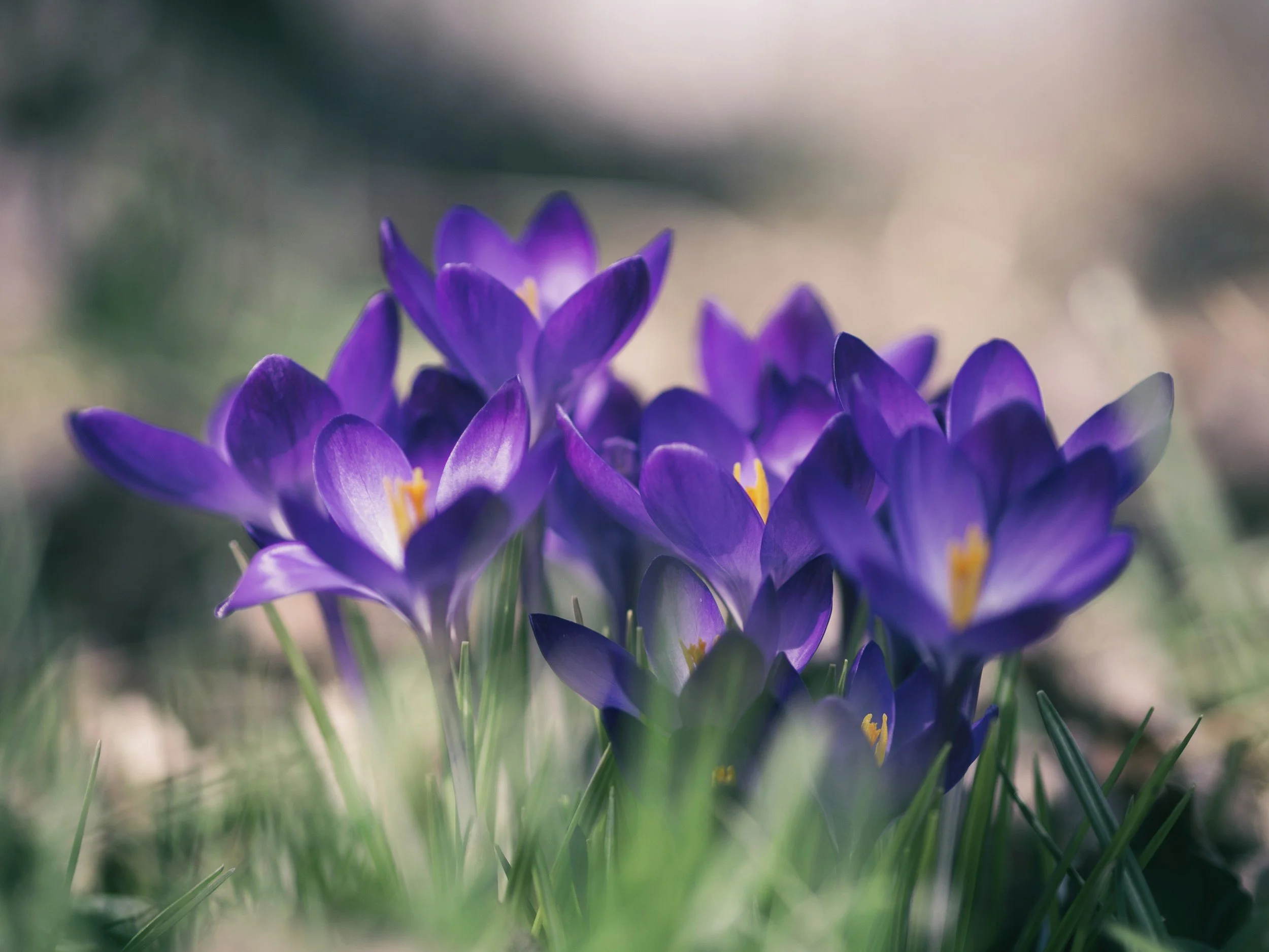 Spring 2026 Newsletter 