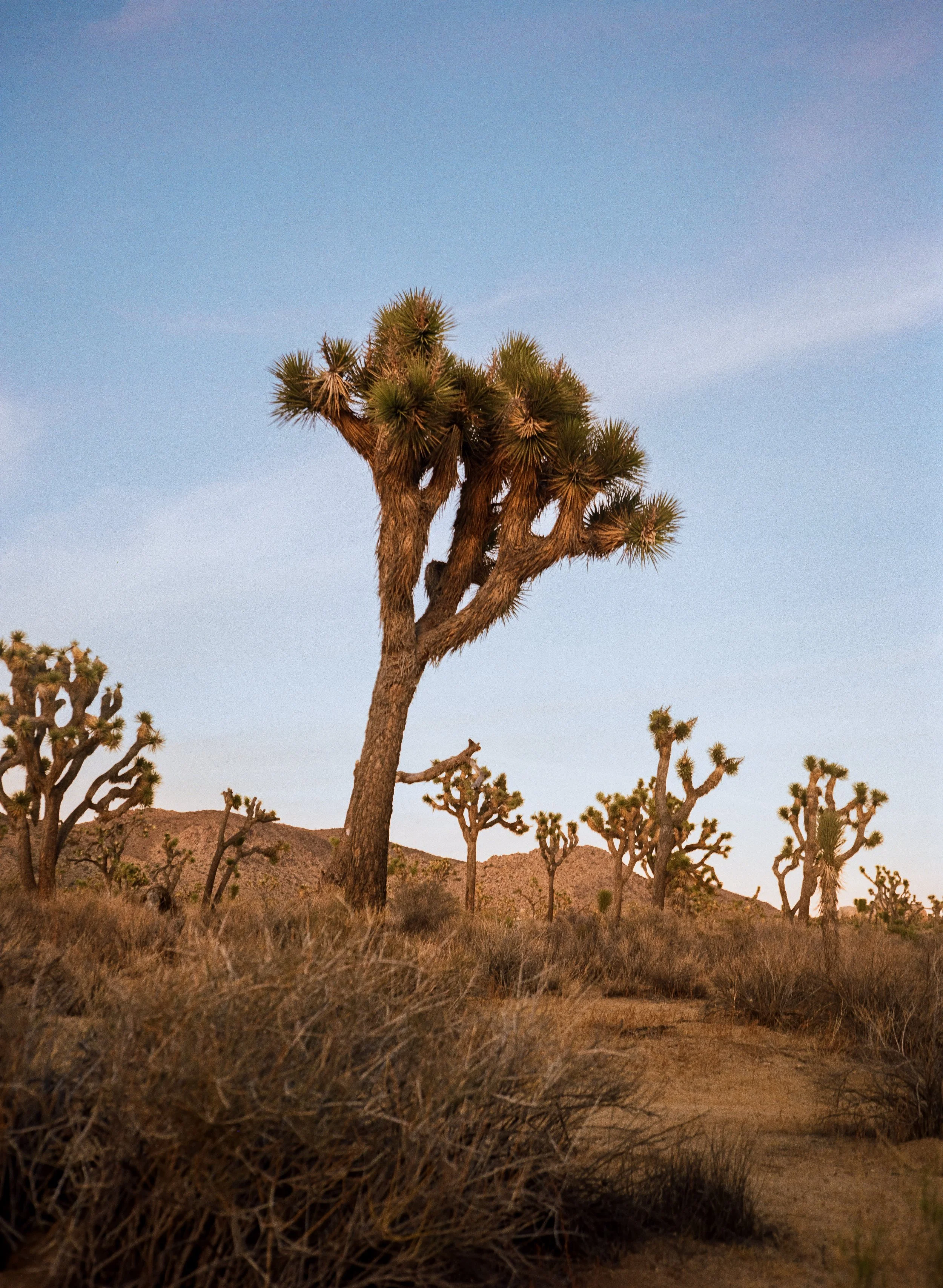A desert landscape with multiple Joshua trees and dry shrubs under a clear blue sky.