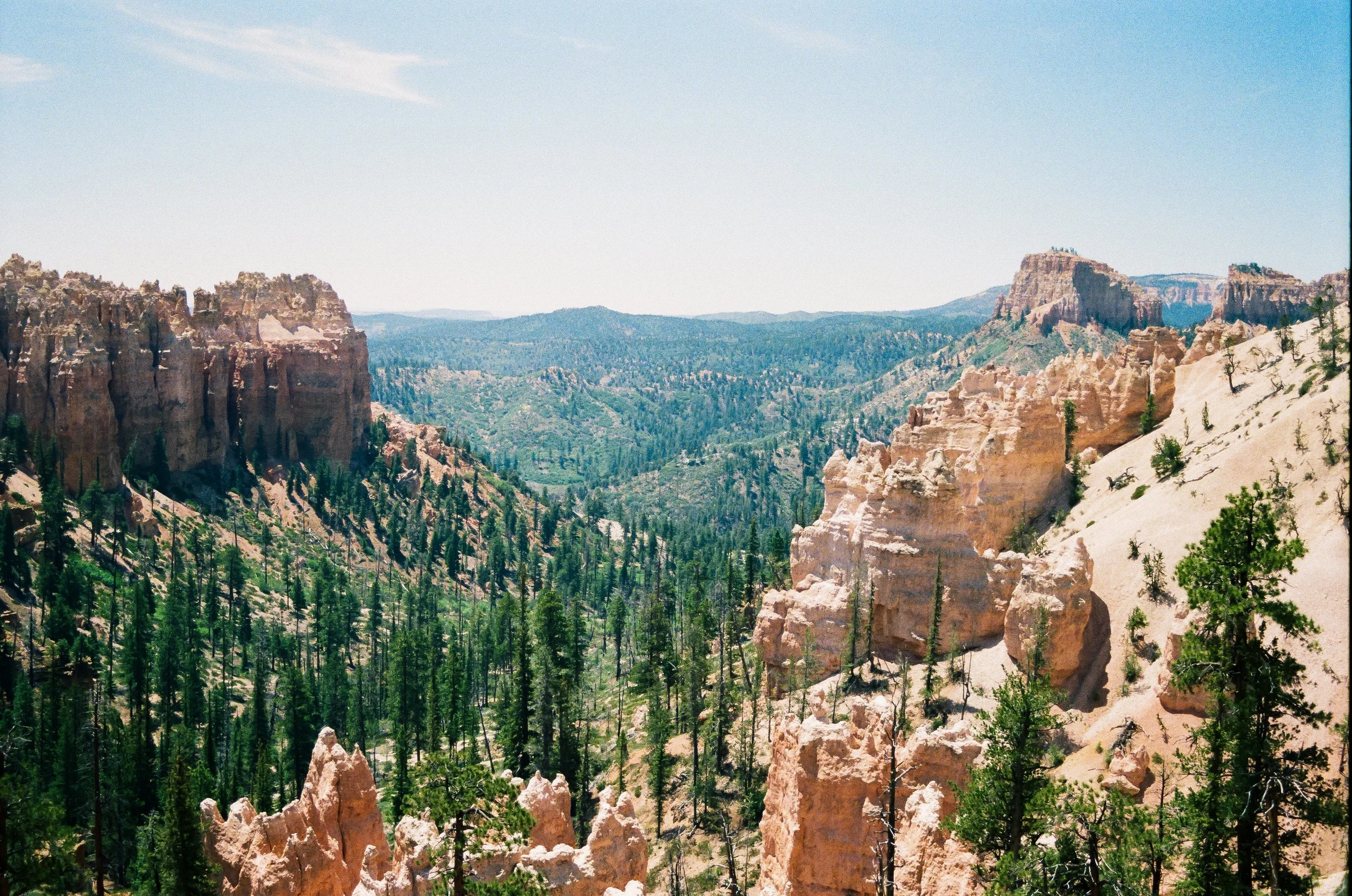 A panoramic view of a canyon with towering, rugged rock formations and dense green pine trees across the landscape under a clear blue sky.