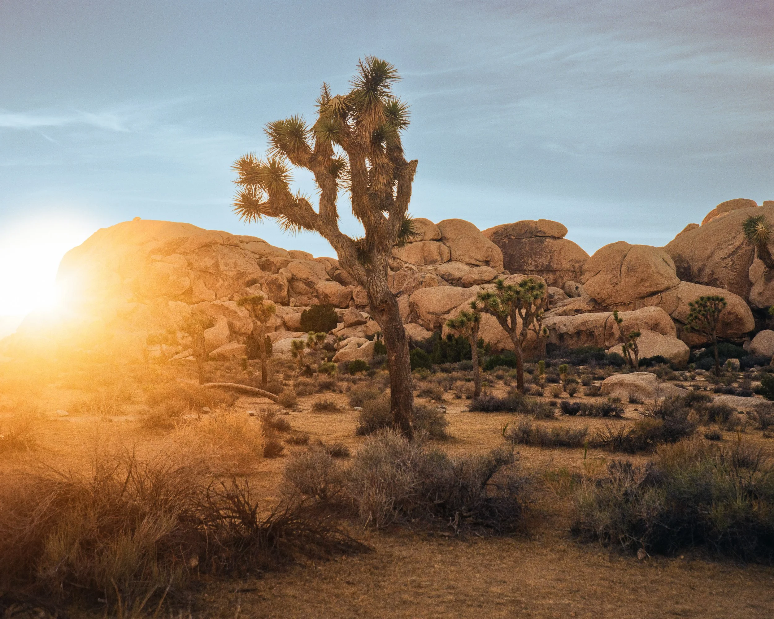 Sunset over a desert landscape with a Joshua tree, large rocks, and sparse desert vegetation.
