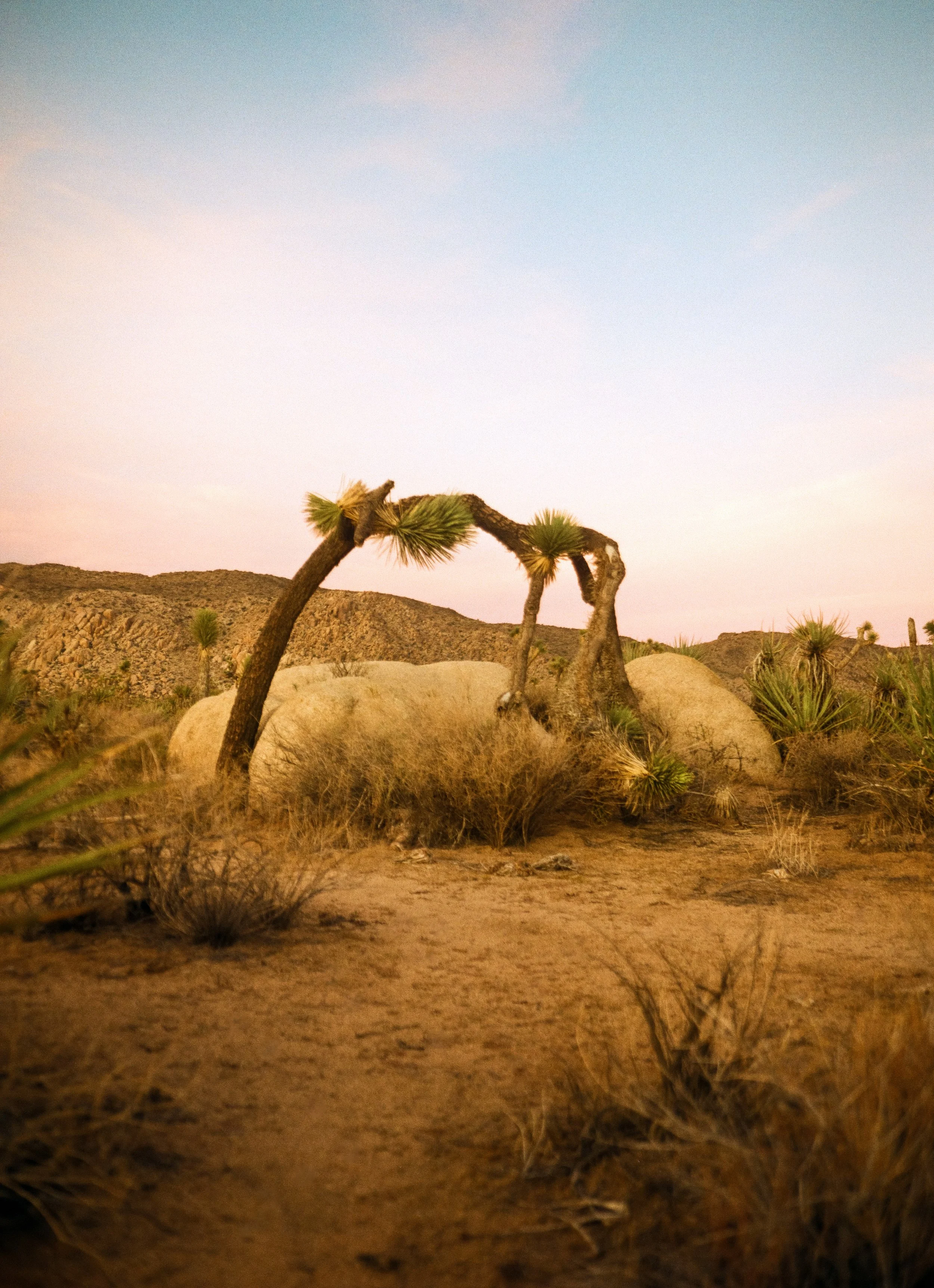 Desert landscape with rounded rocks, dry sandy ground, sparse desert plants, and a twisted desert tree under a pastel pink and blue sky at sunset.