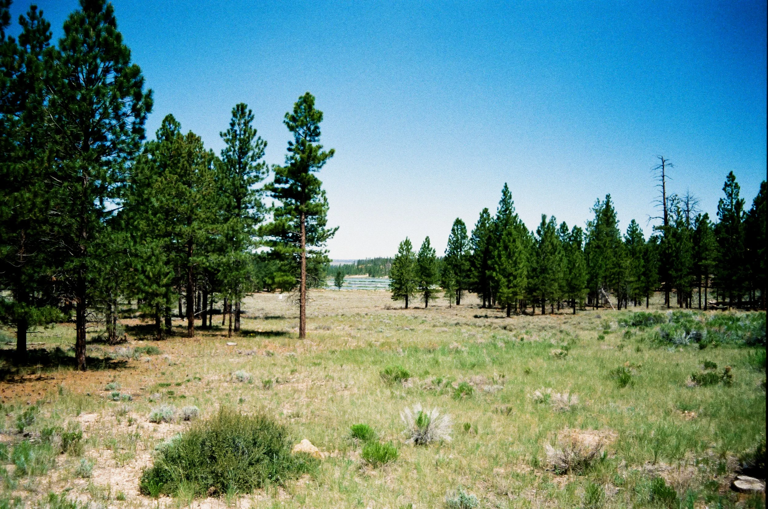 A scenic landscape of a grassy field with scattered bushes and tall pine trees under a clear blue sky.