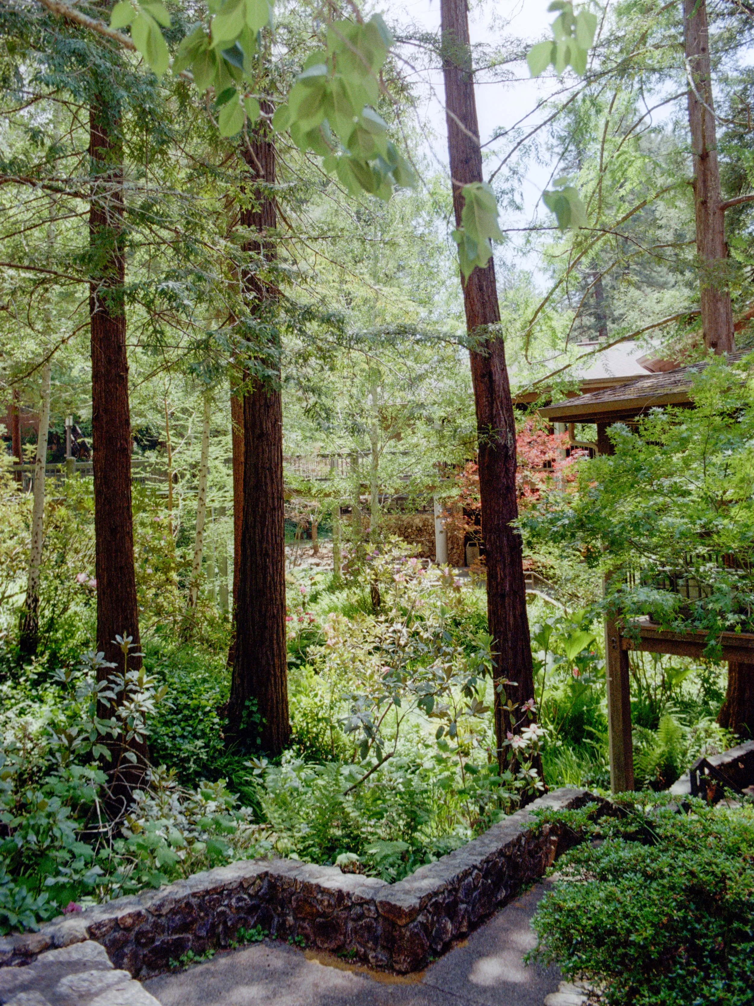 Paradise in a paradise 🌲

In the Santa Cruz Mountains there is a camp called Mount Hermon. It is a beautiful campus amongst all the trees, ferns, and all the greenery! 

Nikon F3 28mm &amp; Kodak Pro Image 100
#35mmfilm #filmsnotdead