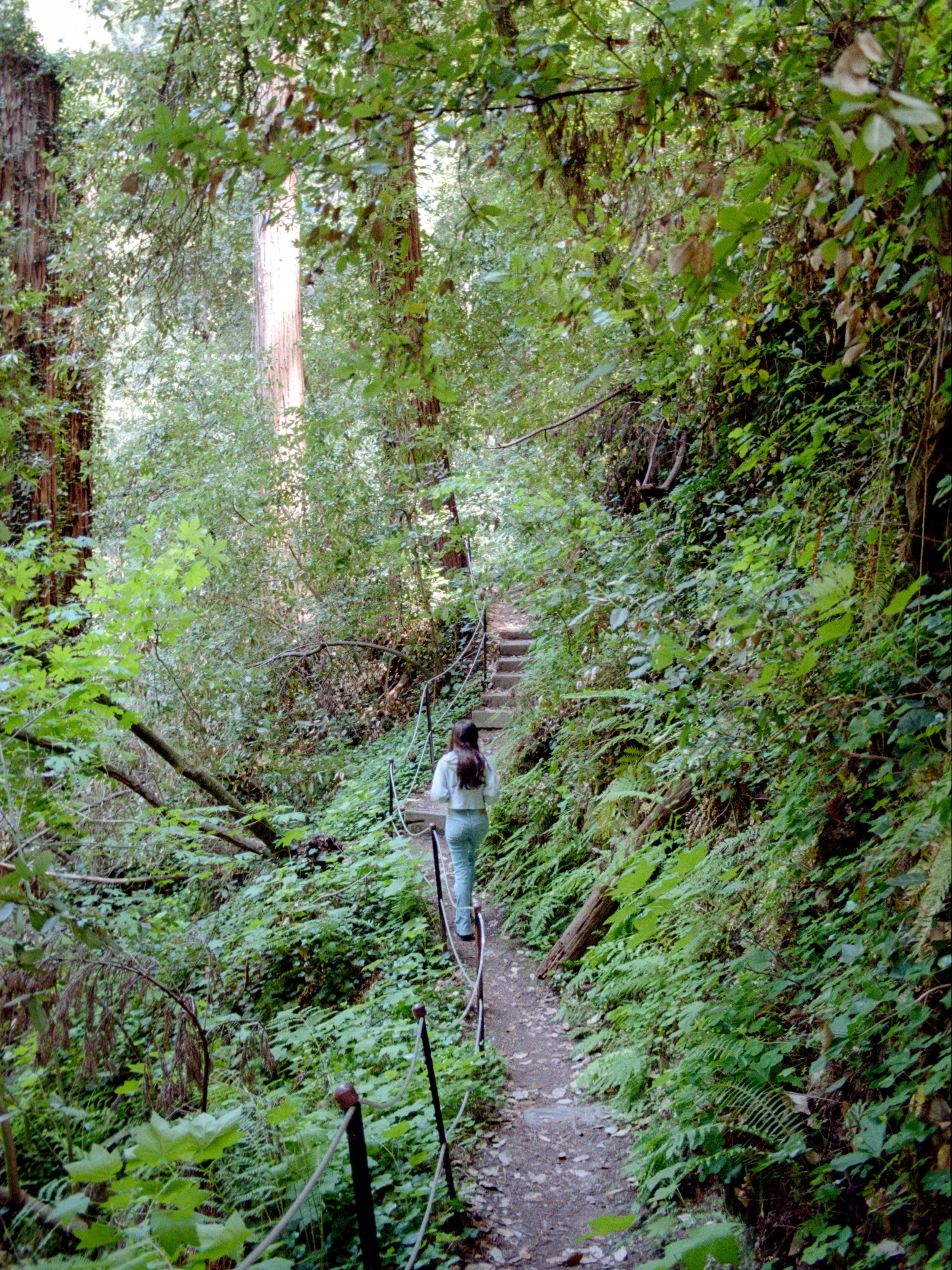 Gone Coastal 🌲 

It&rsquo;s the fog that rolls in and keeps the forest in the Santa Cruz Mountains green! I had always wondered how they stayed green all year round but didn&rsquo;t get much actual rain. It&rsquo;s a cool phenomenon. 

📸 Nikon F3 2