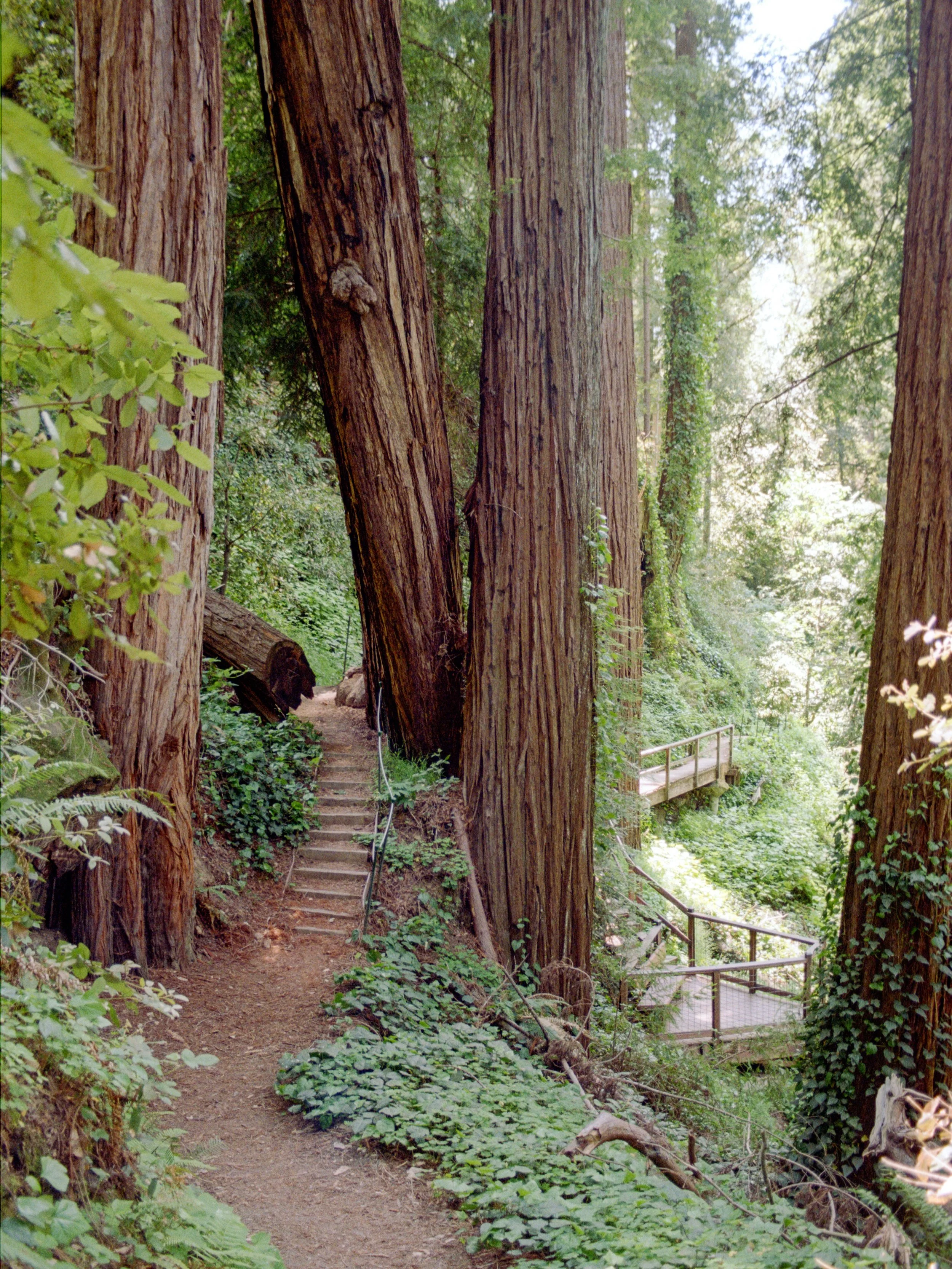 Coastal Giants 🌲

Last year I went for a walk through some of the coastal redwoods near Santa Cruz. The little walk I went on was beautiful, and the high ropes course made me feel like an Ewok 😂

Taken on my Nikon F3 and 28mm lens. On the first rol