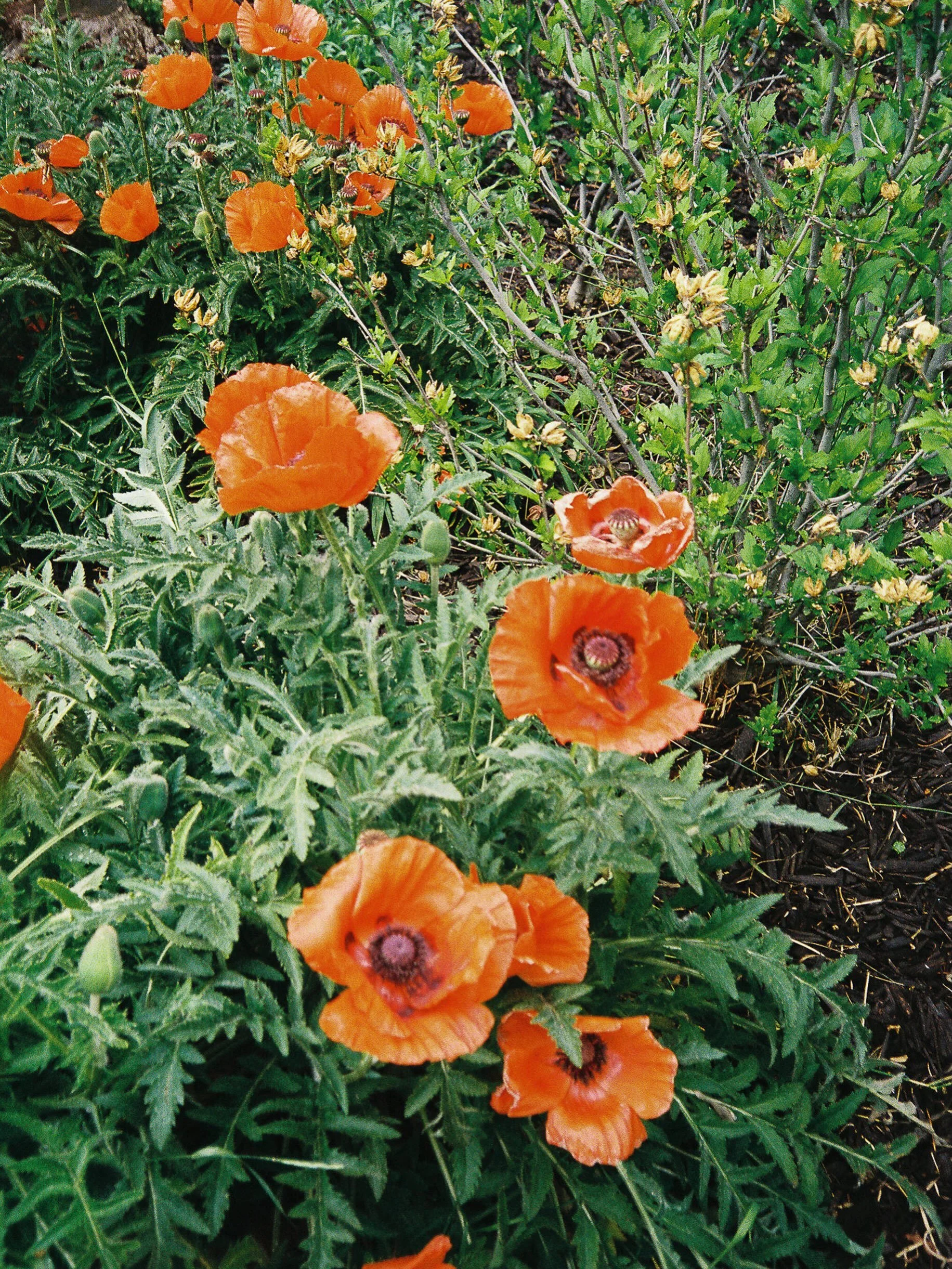 Porque donde haya flores, hay felicidad 

#flowersonfilm #fuji400 #utahgardens