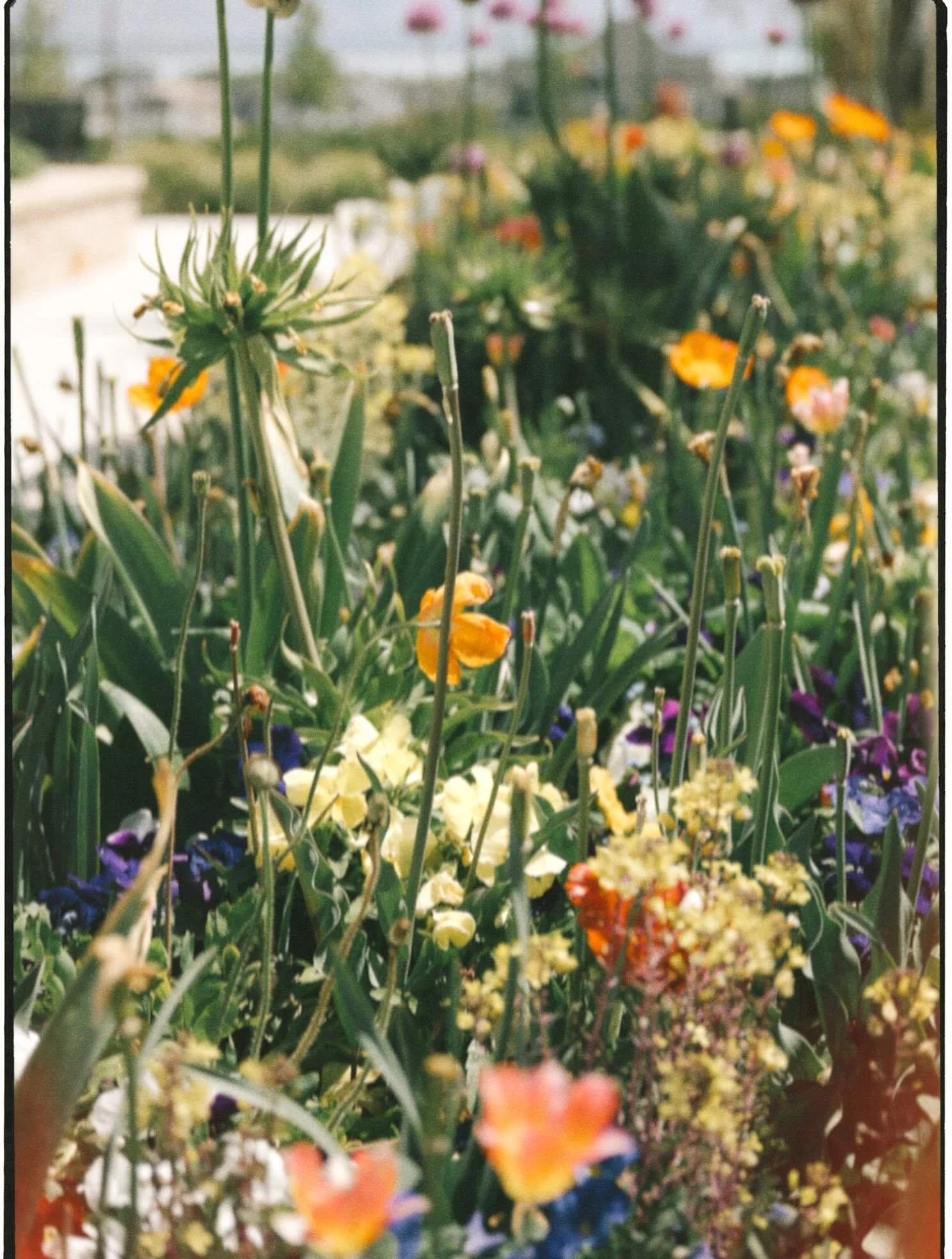 Summer flowers