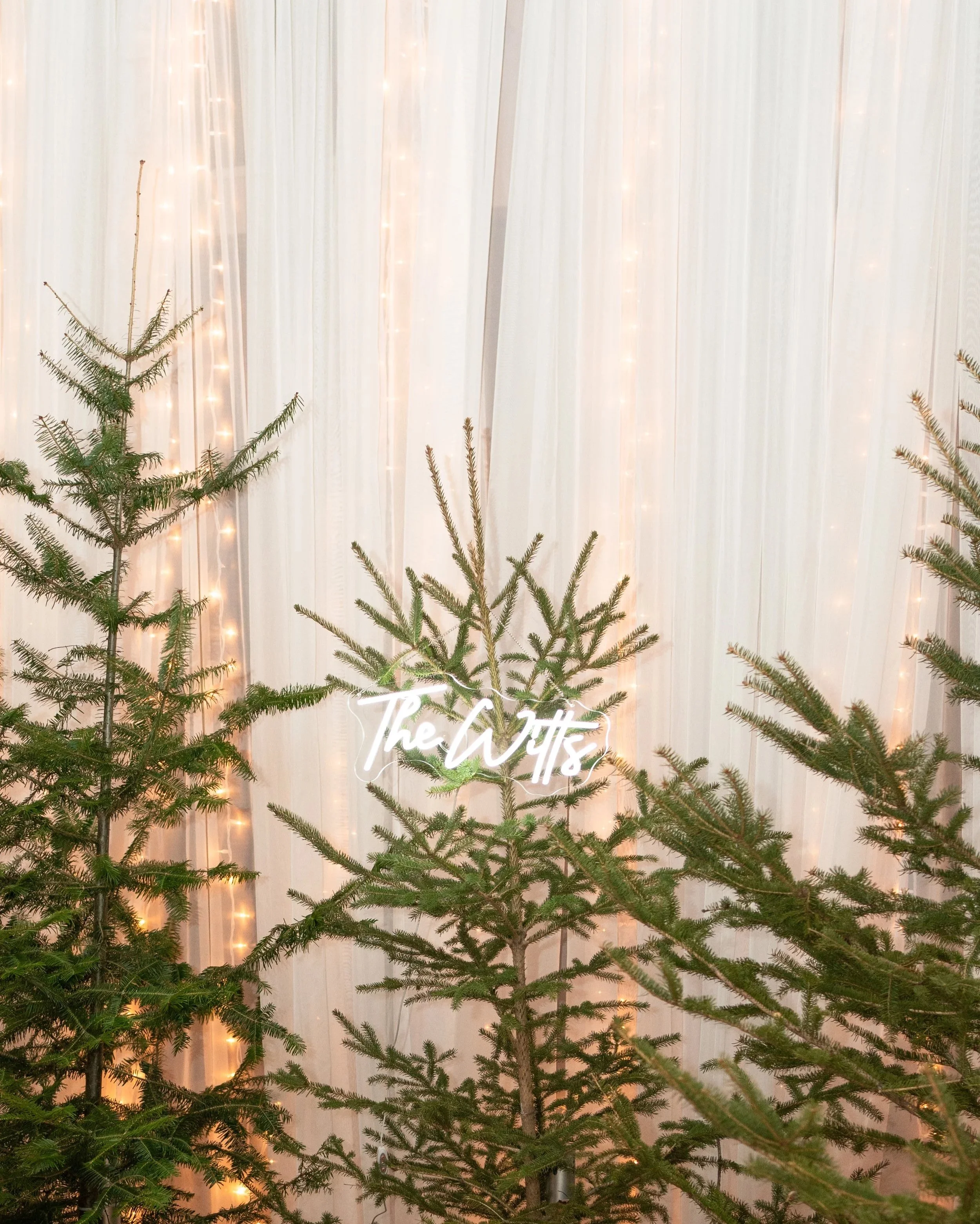 Christmas trees in front of white curtains with string lights and a neon sign that says 'The Wits'. Pemrboke, Ontario
