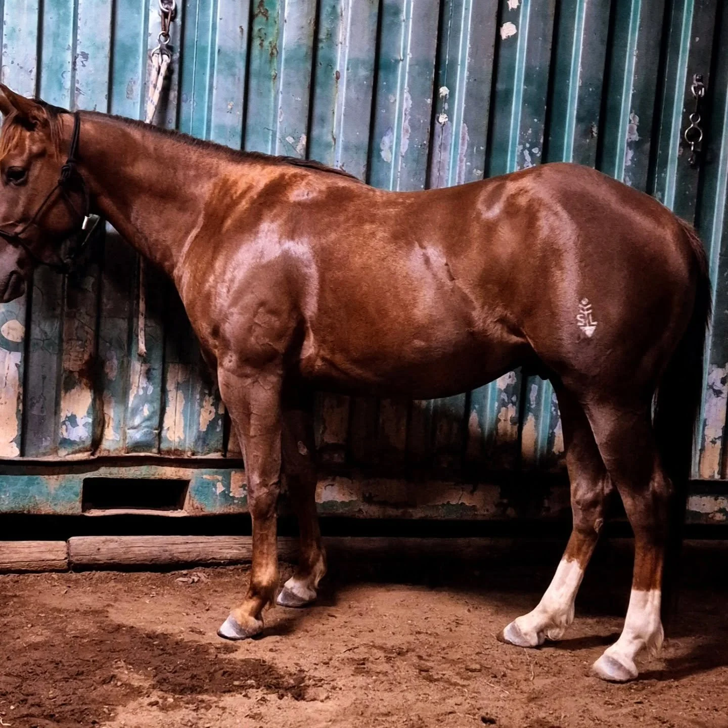 Loving this boy 🙏.. think he needs a stable name ? Maybe Gus? ( Lonesome Dove ) 
@moore.metal  x Candy Woman
@johnsonsnaturalformula 
#cowhorse
#specialhorse